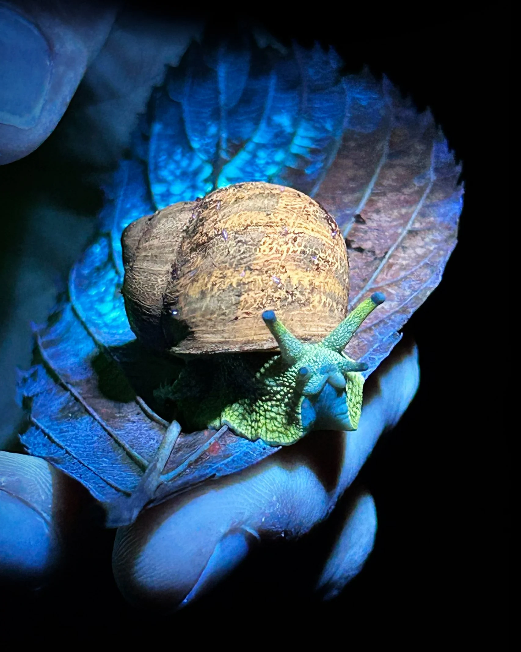 UV Night Walk: Through The Eyes Of An Insect