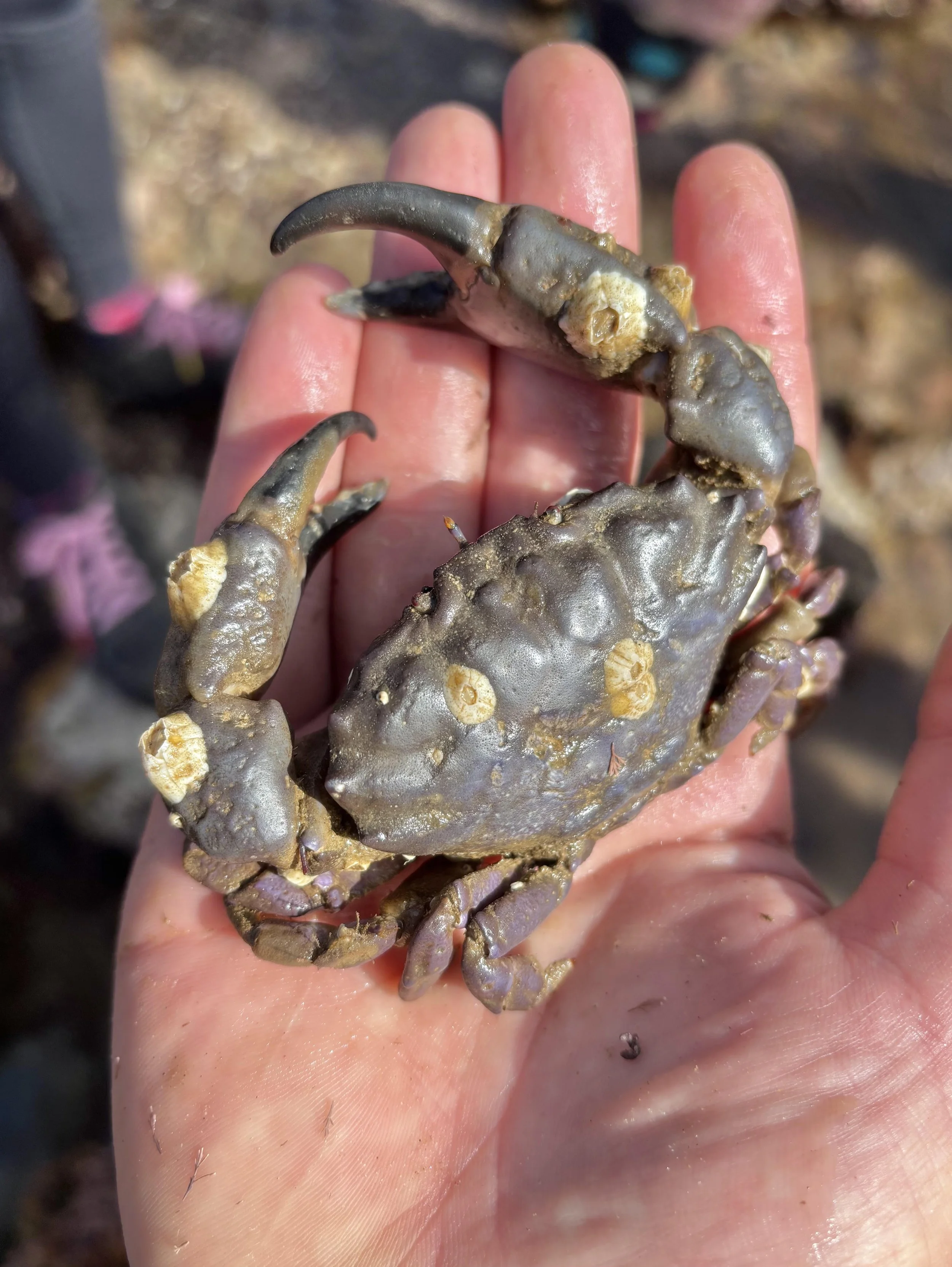 Rockpool Safari with Theo Vickers