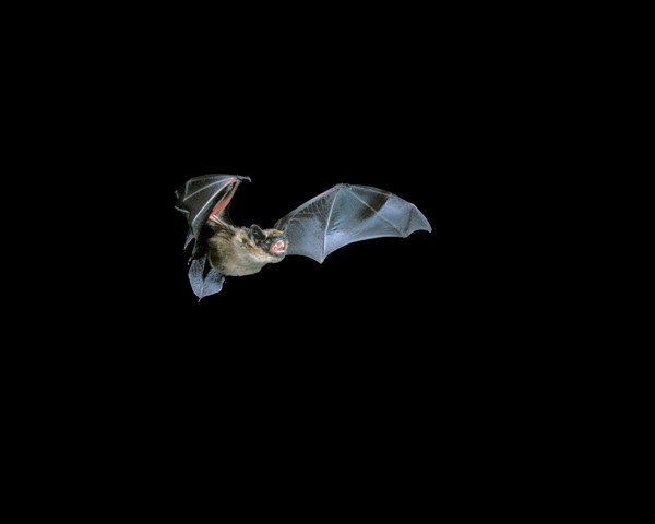 Bat Walk