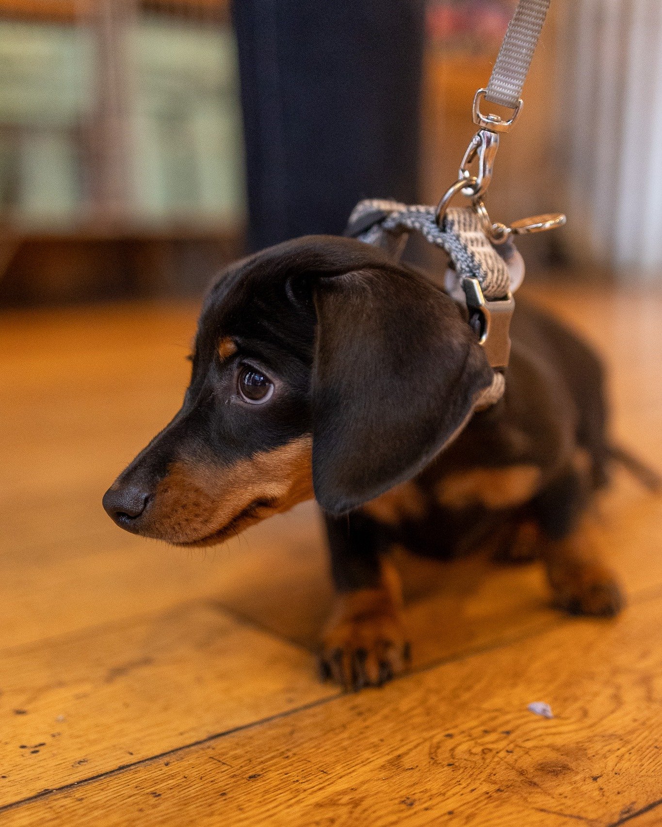 Just a monthly reminder, we welcome all dogs, big and small here at The Dovecote Eatery! 

But...it is worth keeping in mind, if your four legged friend is of a nervous disposition with other dogs, to ensure they are kept close by...last thing we wan