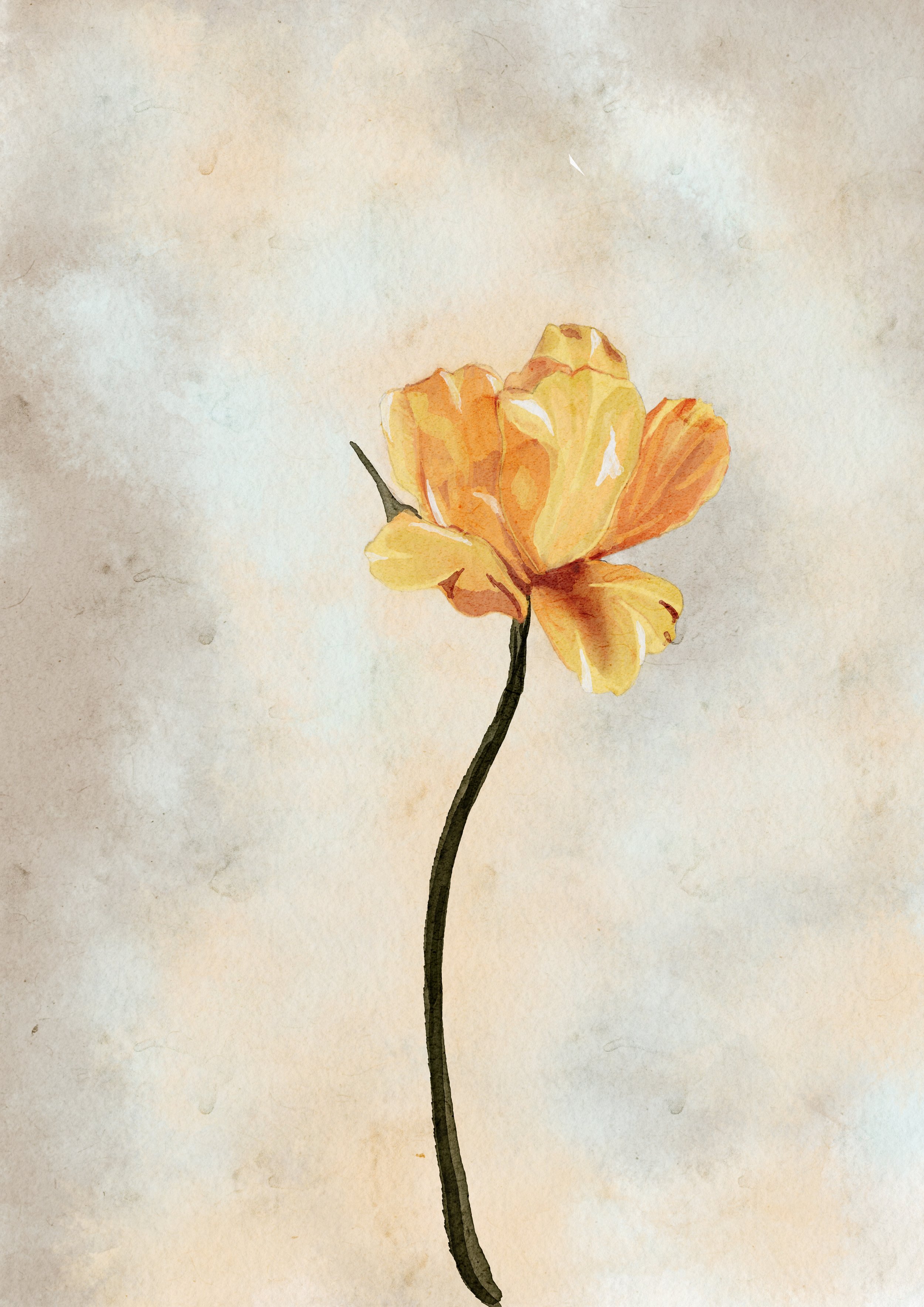 Hand Drawn and Painted Tulip by lead designer Nicola of Dittany Entwined 