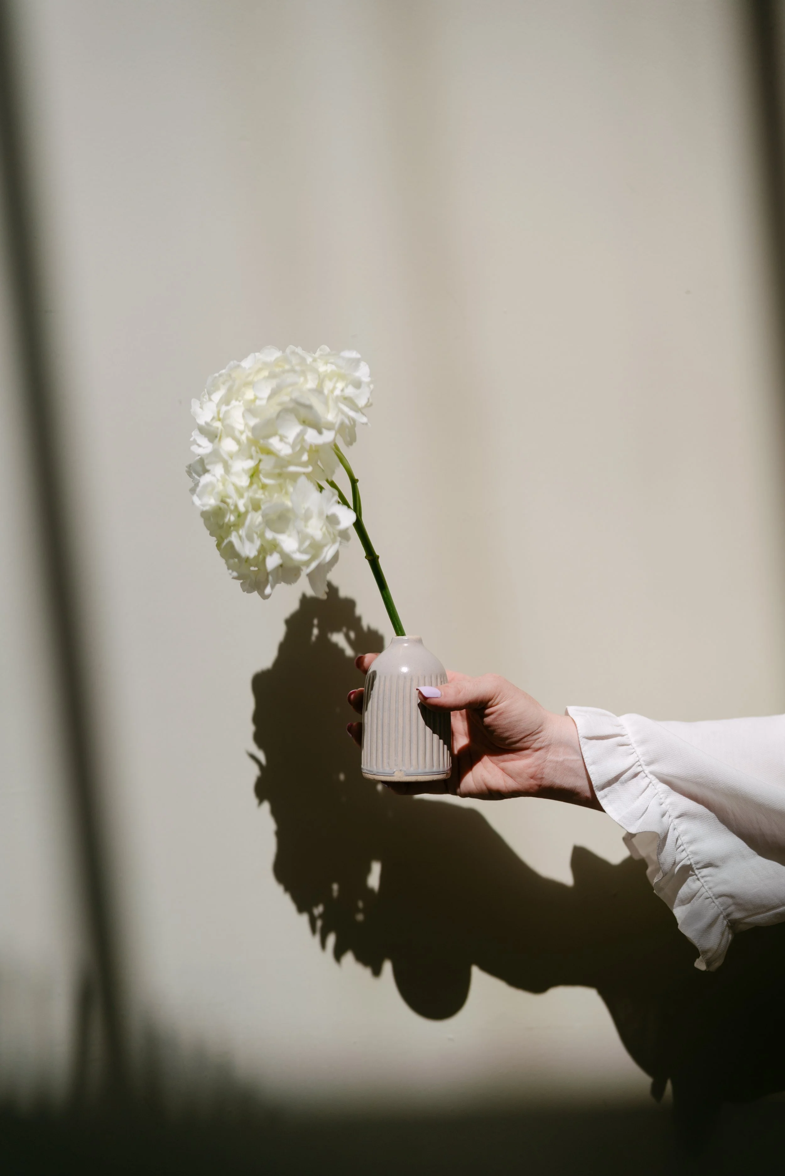 A person's hand holding a small white vase with a tall stem of white hydrangea flowers, casting a shadow on a plain light-colored wall.