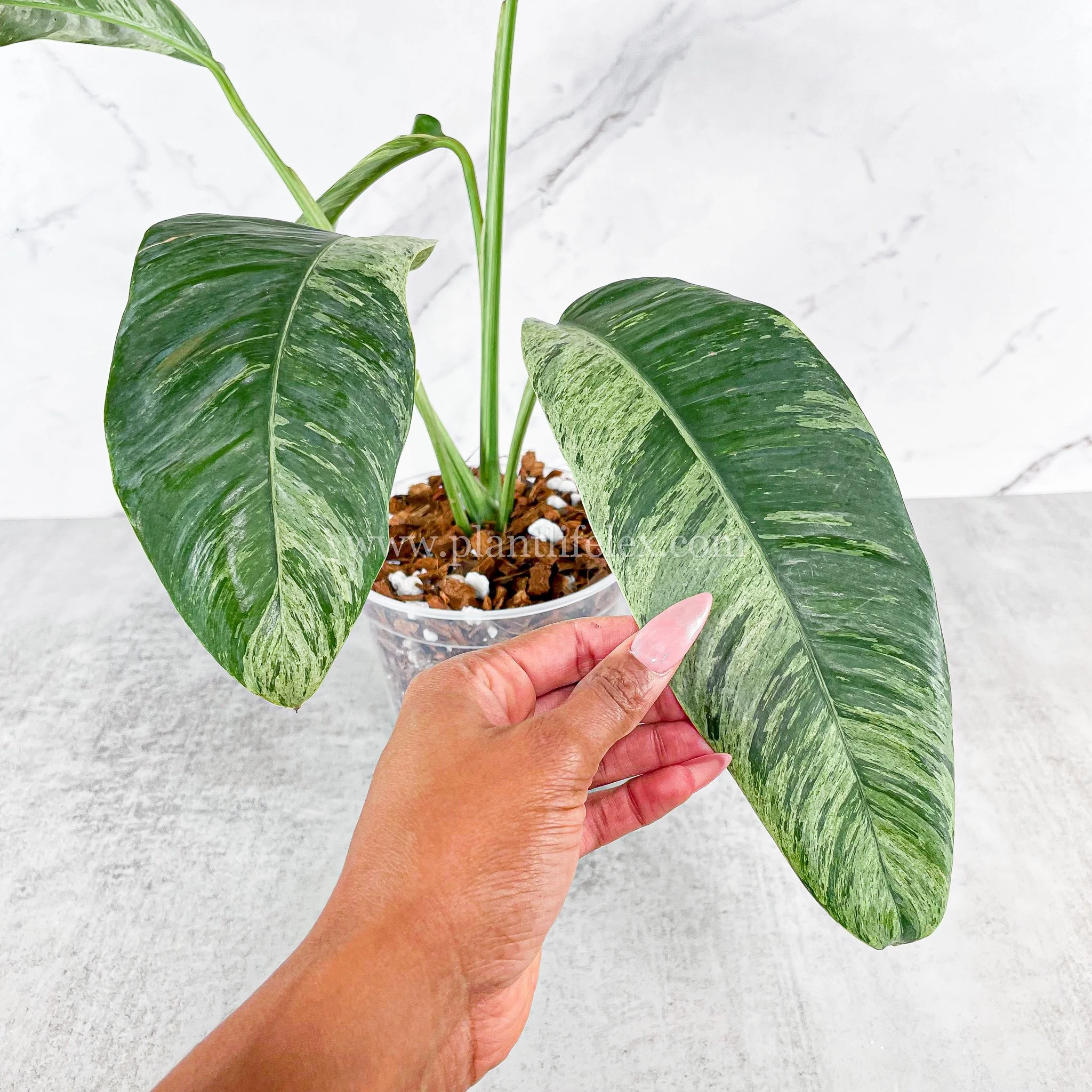 Philodendron Florida Beauty (3 Leaves) 5" Potted Plant 1
