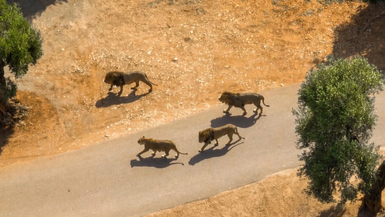 Solomonic launches the UK’s first data-driven recognition of Commercial Litigation excellence