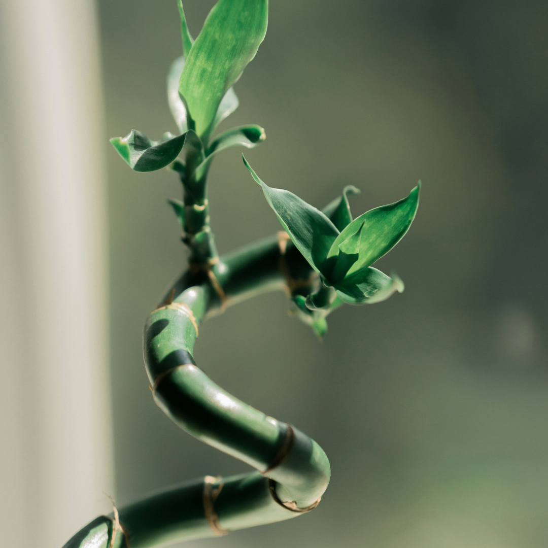 Leading with Flexibility: How Situational Leadership Strengthens Team Performance