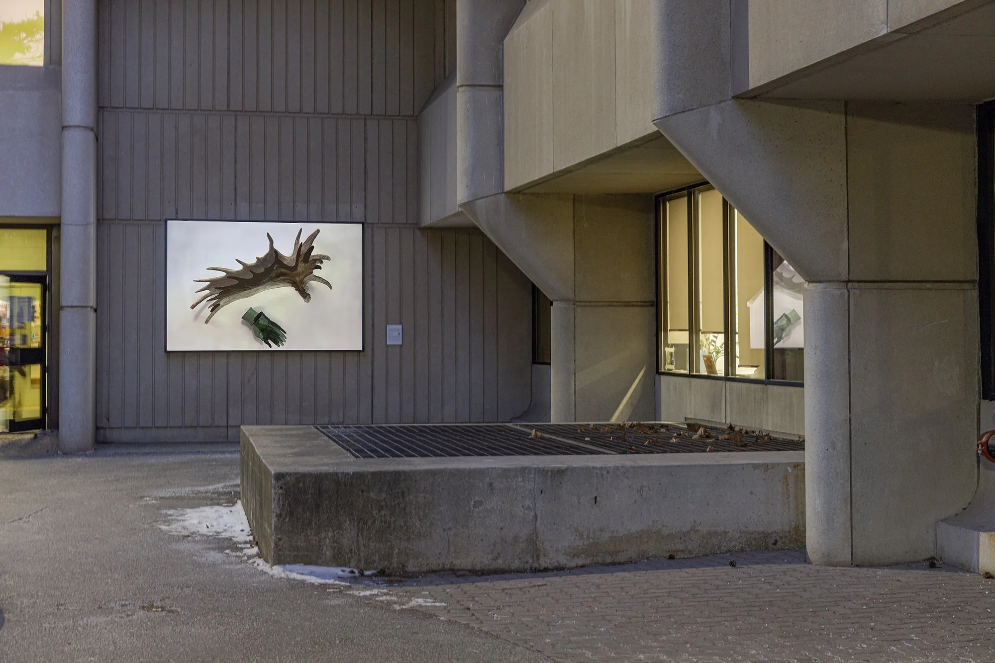 Shed antlers Blackwood2024.jpg