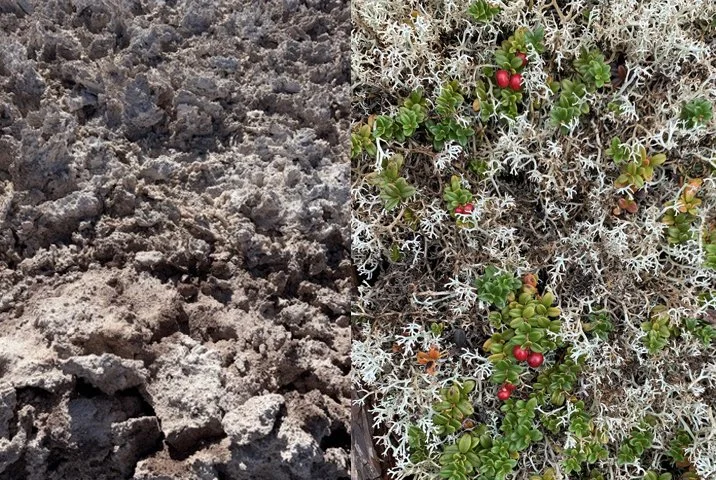 Atacama Rocks and Bonavista Berries.jpg