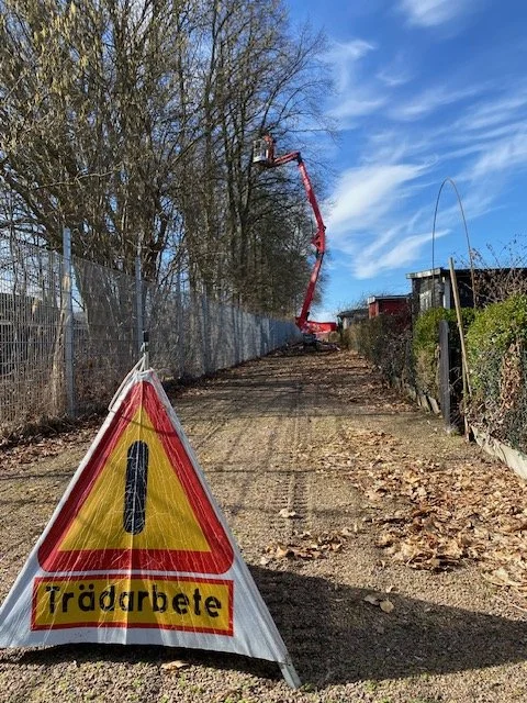 Trädbeskärning in action!