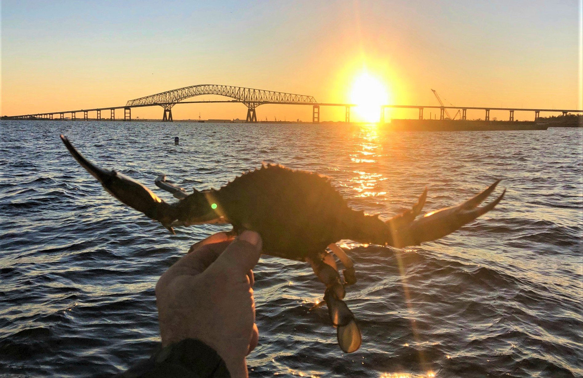 MLC_2021 - Sunrise Bay Bridge Crab - Fred Reinthaler (2).jpg