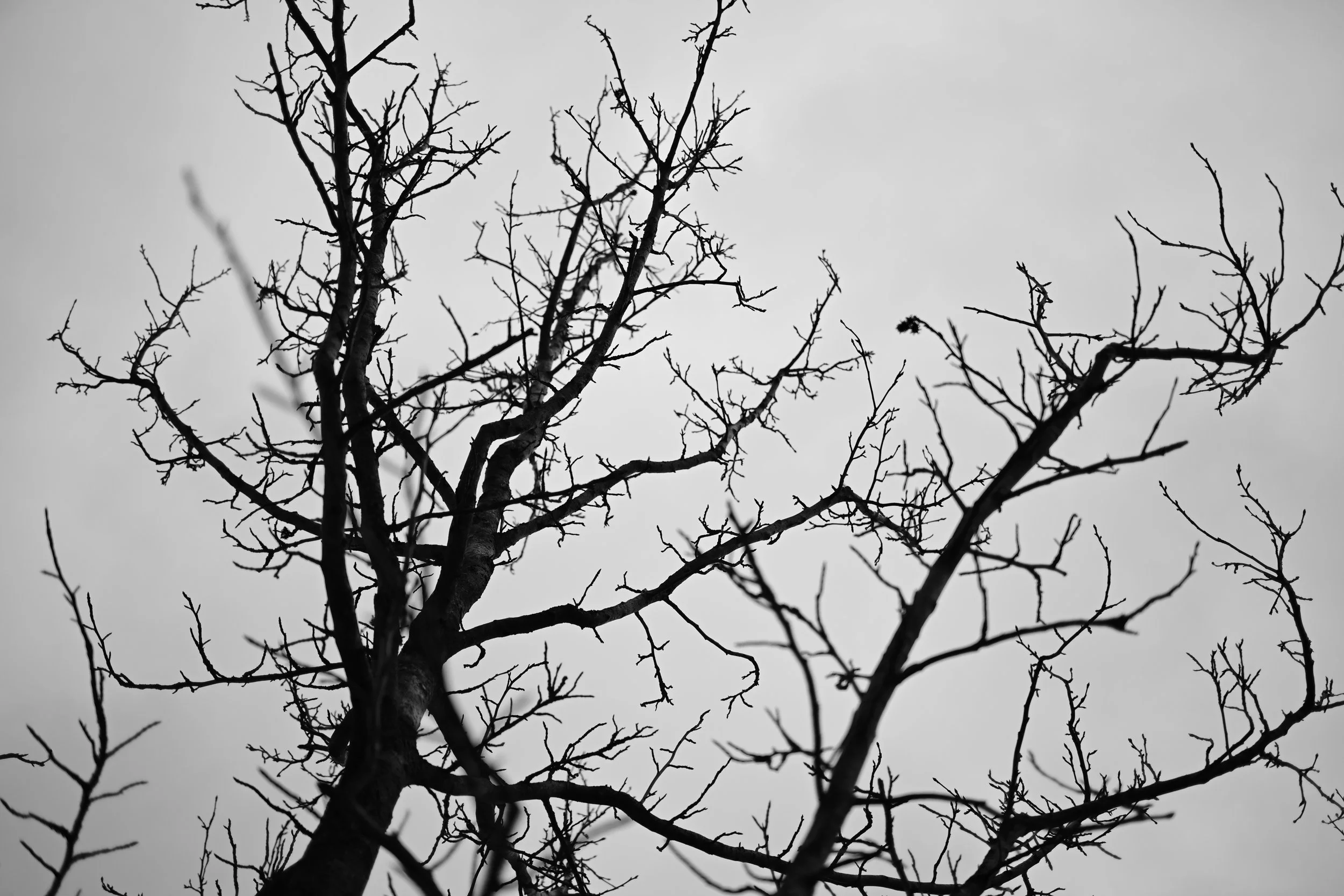 DSC_0947.JPG