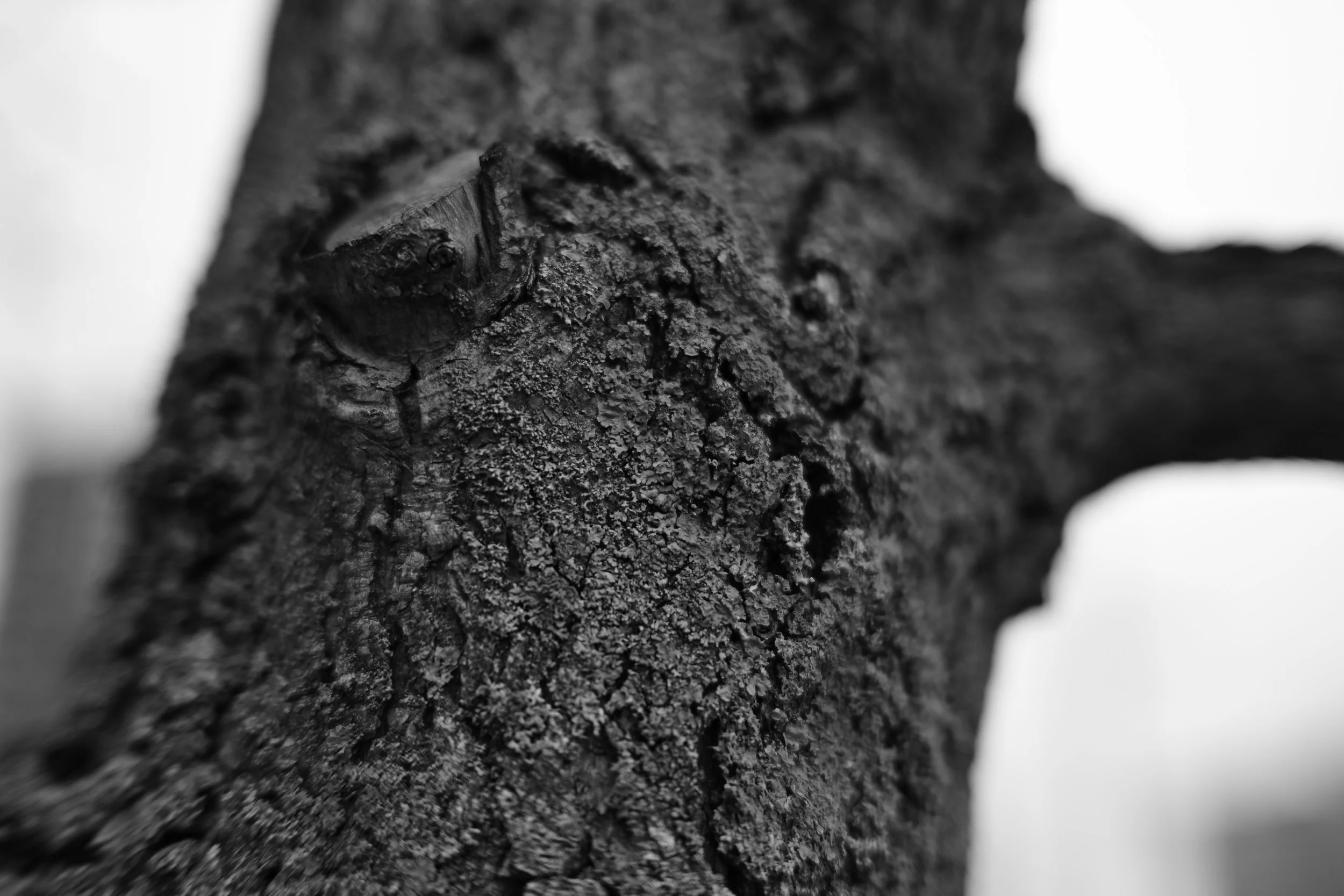 DSC_0941.JPG