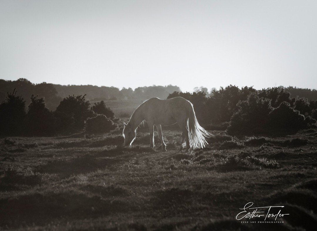 As someone passionate about our UK native breeds, on a quest to photograph rare native equine breeds for my book project called Wild Hearts, I often photograph some wonderful ponies who are part of a conservation equine breed program. ⁠
⁠
 I thought 