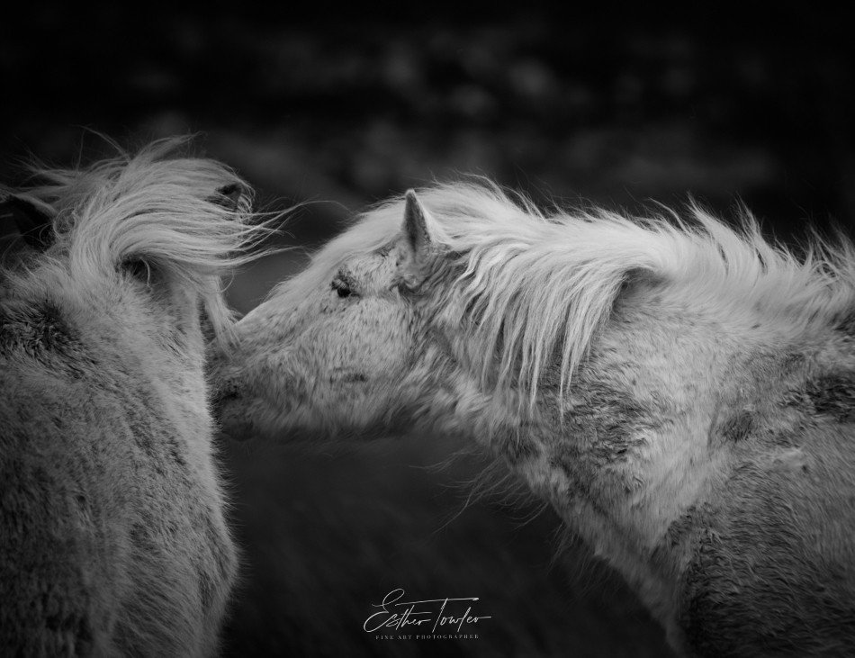 Tenderness is something we can all learn from horses and something we should strive to have.⁠
⁠
This is my first photograph from my recent trip to the Holy Isle called Tenderness. Have a lovely weekend.🤍⁠
⁠
#eriskaypony #nativebreed #conservation#wi