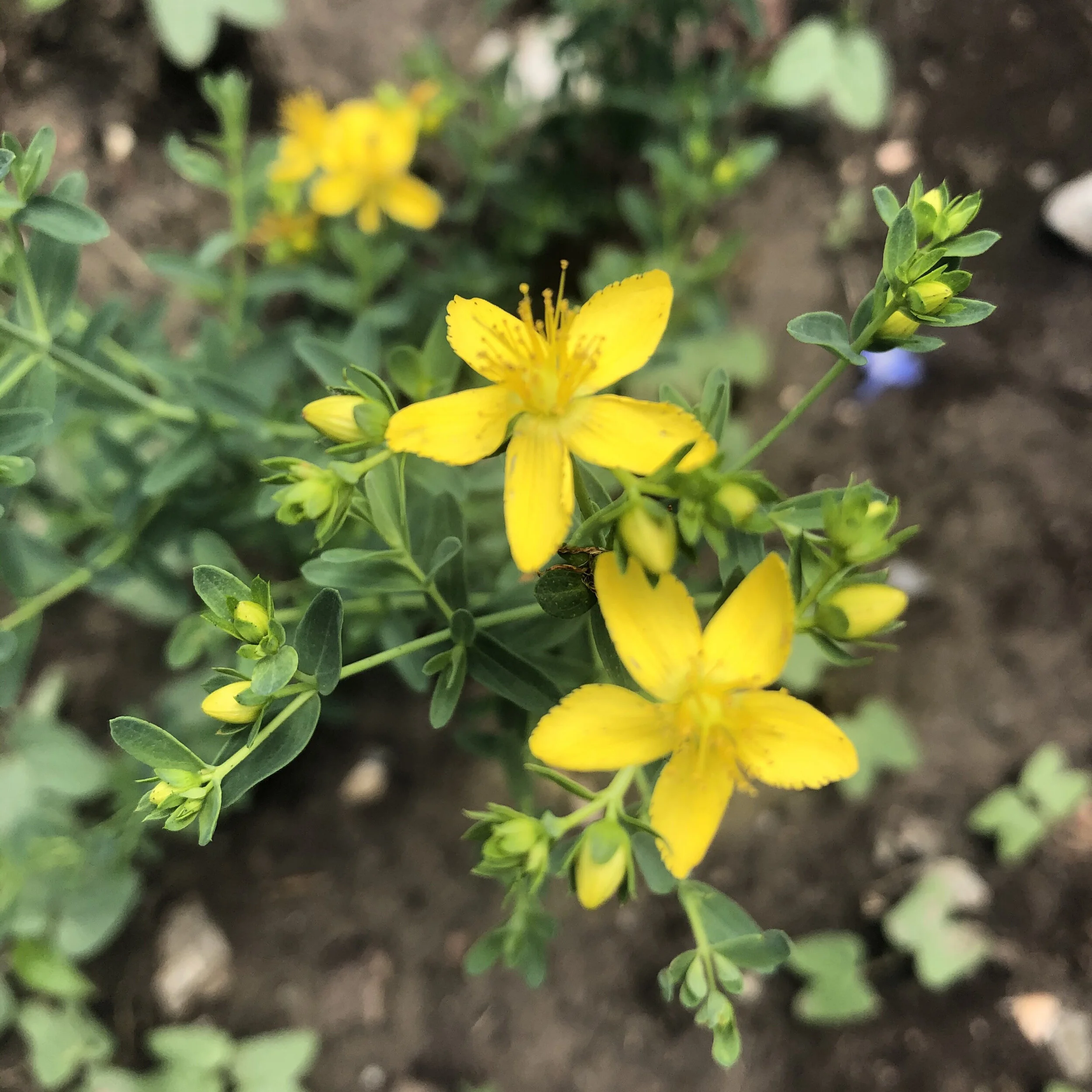 Fresh St. John’s Wort Tincture — Arielle de Martinez