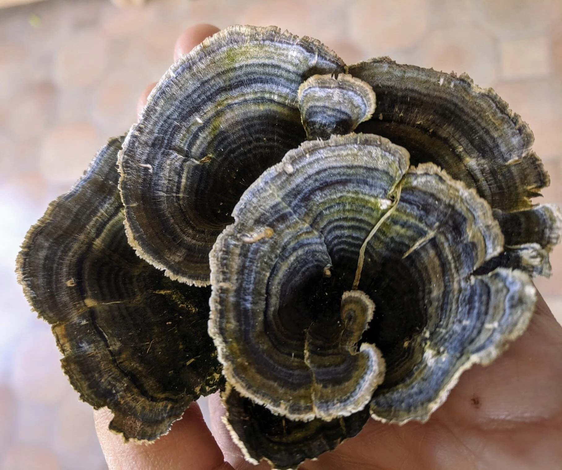 Turkey Tail Mushroom Double Extract Tincture — Arielle de Martinez