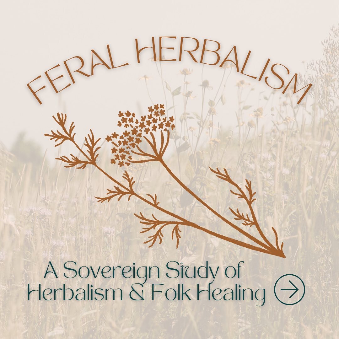 Feral Herbalism is back and it&rsquo;s more accessible than ever!!

Last year we ran two rounds of Feral Herbalism live with two wonderful cohorts of women, who met with us every Sunday for six weeks as we went through the series together.   Now, for