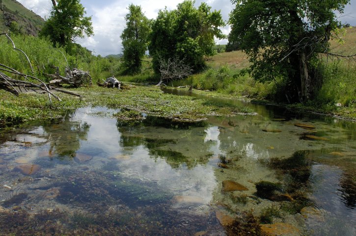The Nature Conservancy
