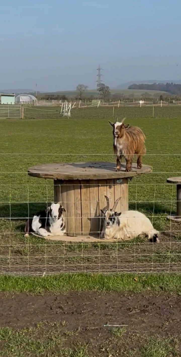 The Goats.jpg
