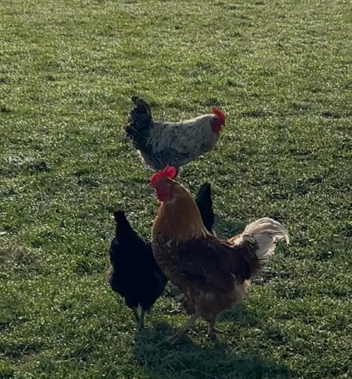 Chickens.jpg