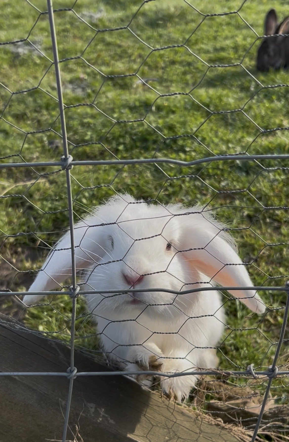Bunny.jpg