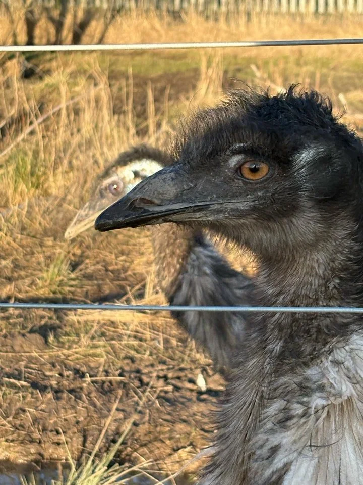 Emus.jpg