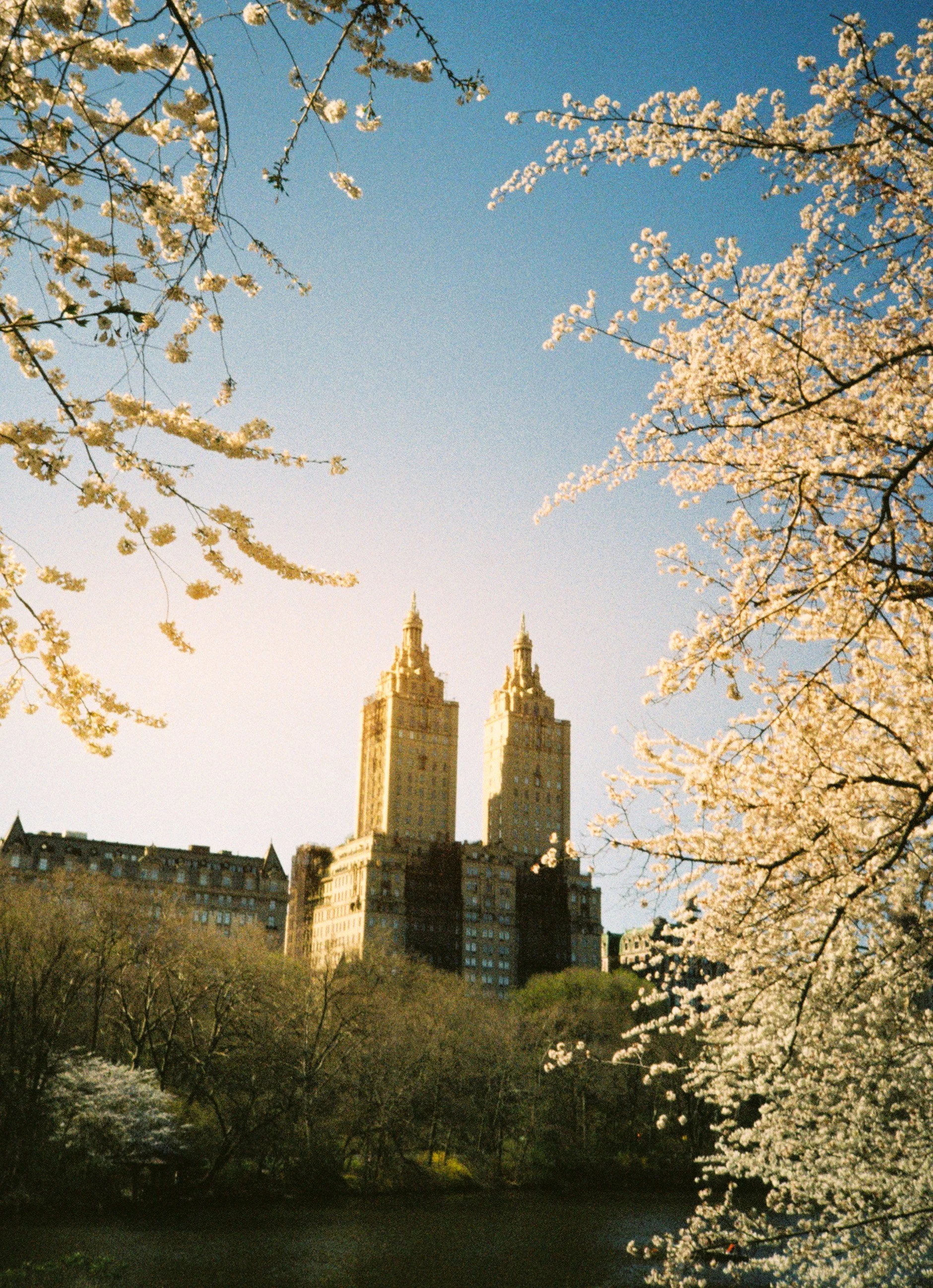 White Cherry Blossoms.jpg