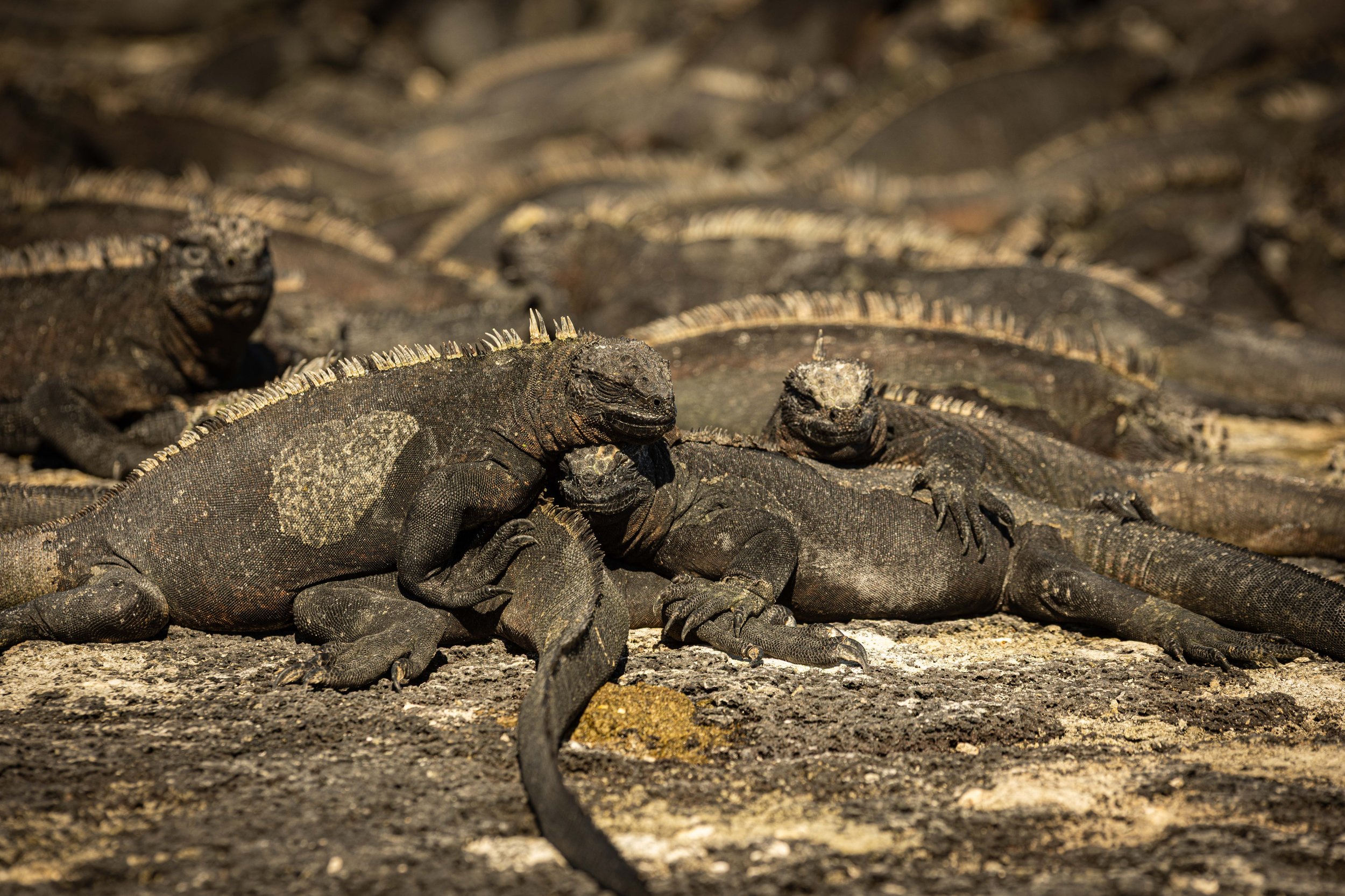 Naturephotos for websiote-5.jpg