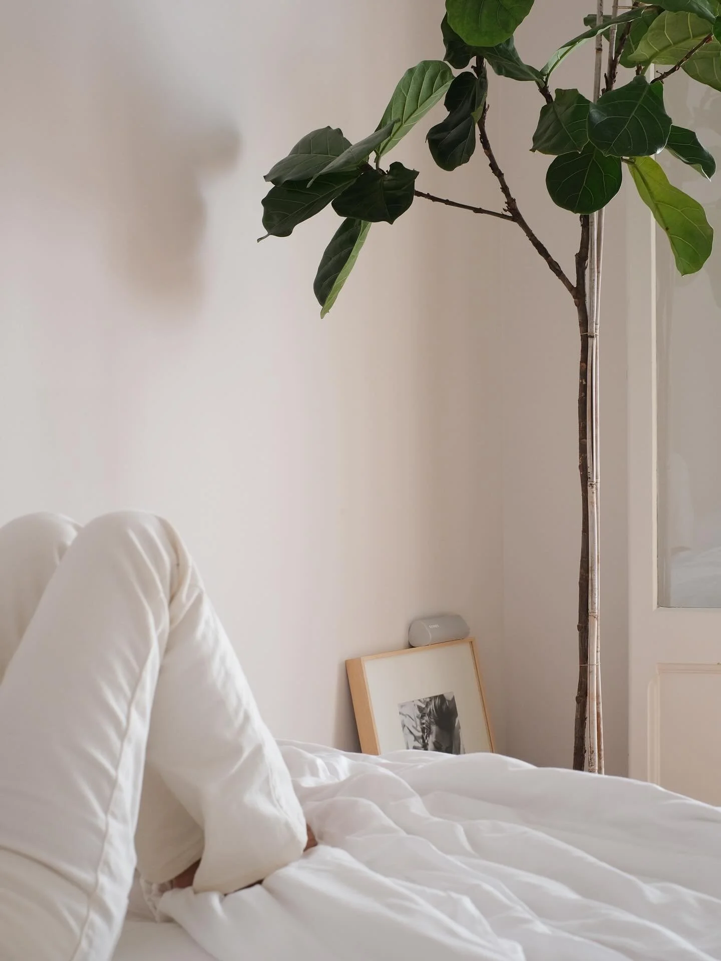 New roommate
Ficus lyrata 🍃