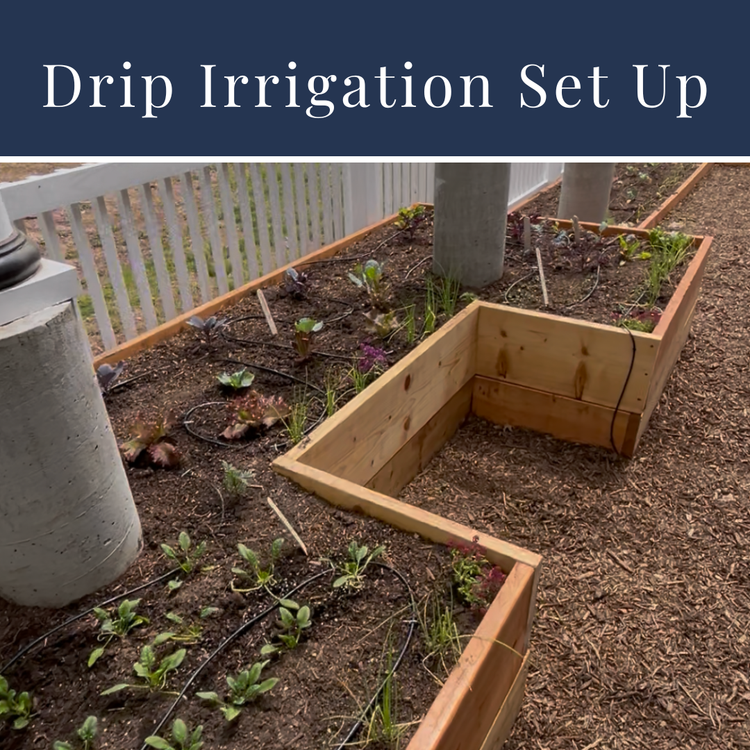 Set It and Forget It: How to Install a Drip Irrigation System for Your Raised Beds