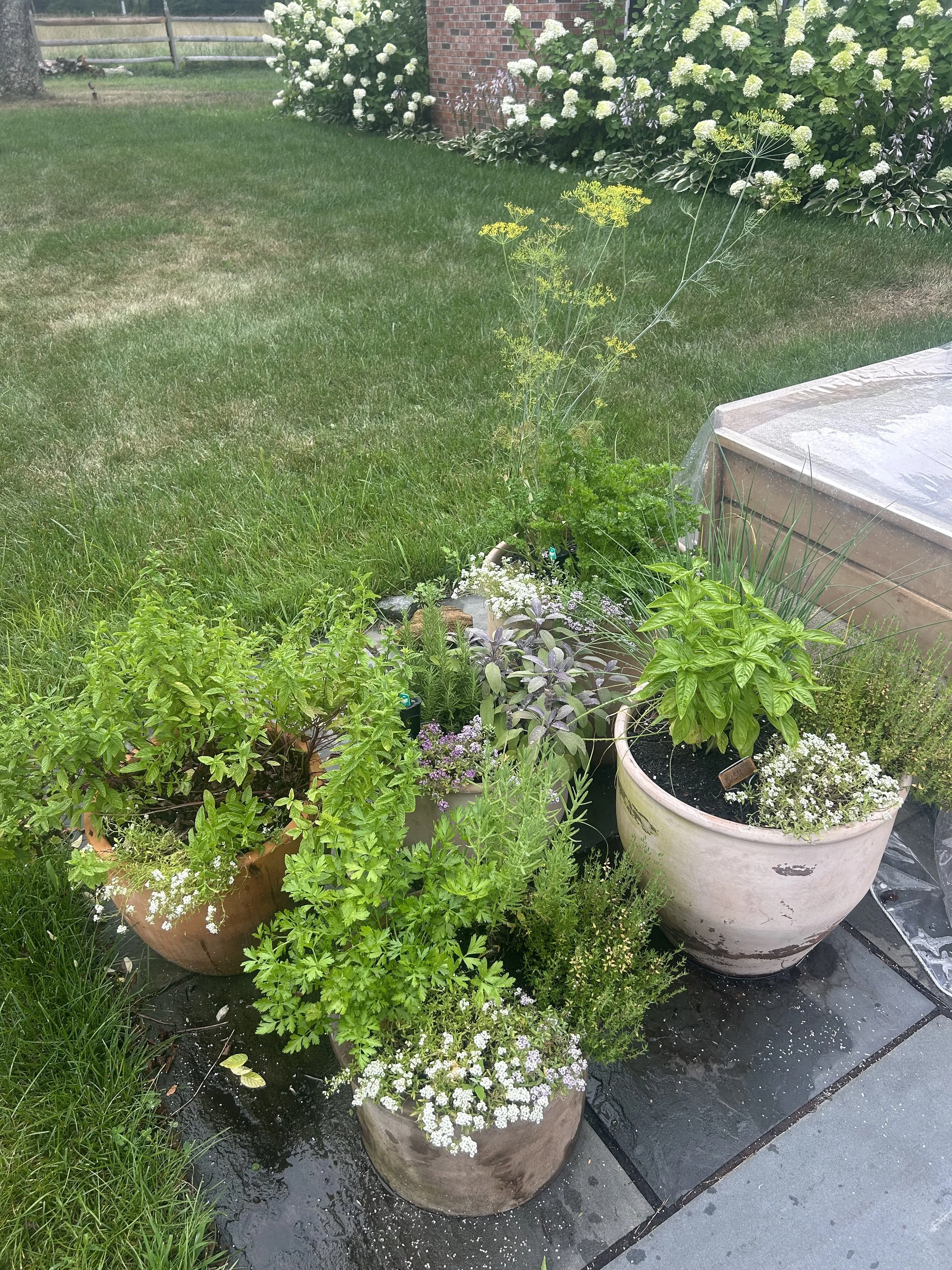 Herbs_IMG_0843 2.jpeg