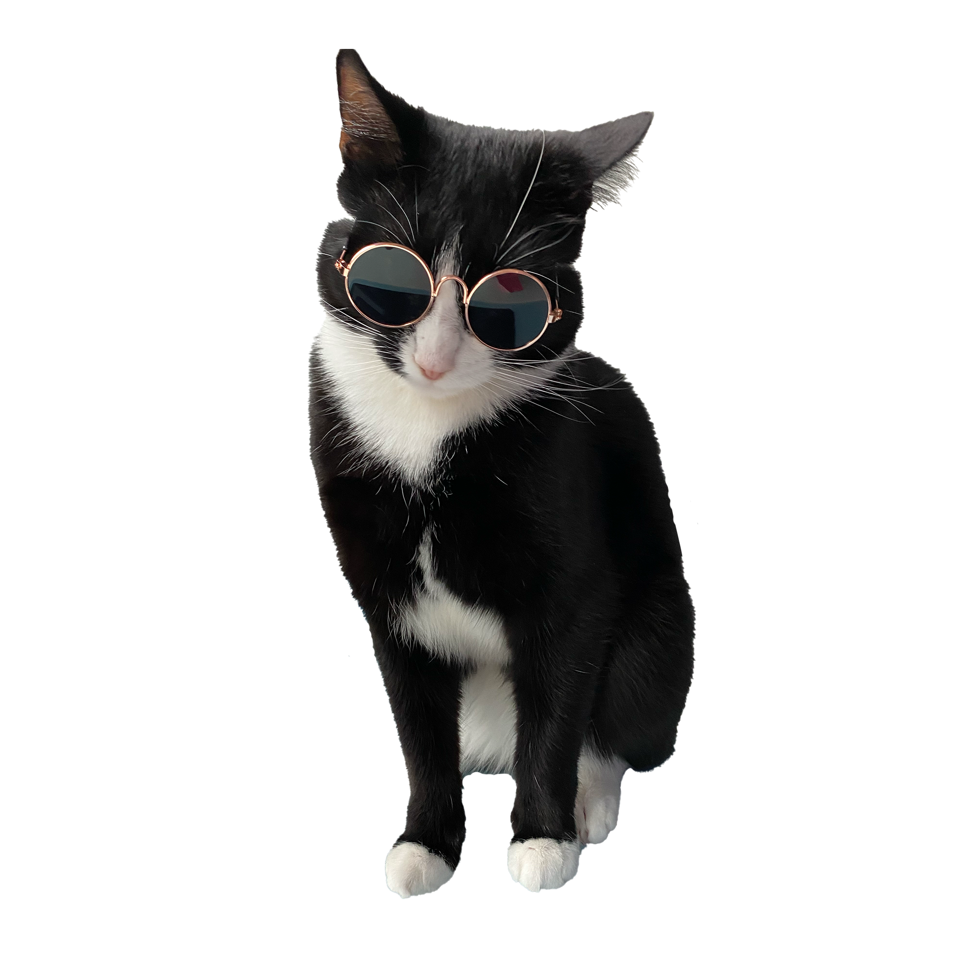 photos of my cat