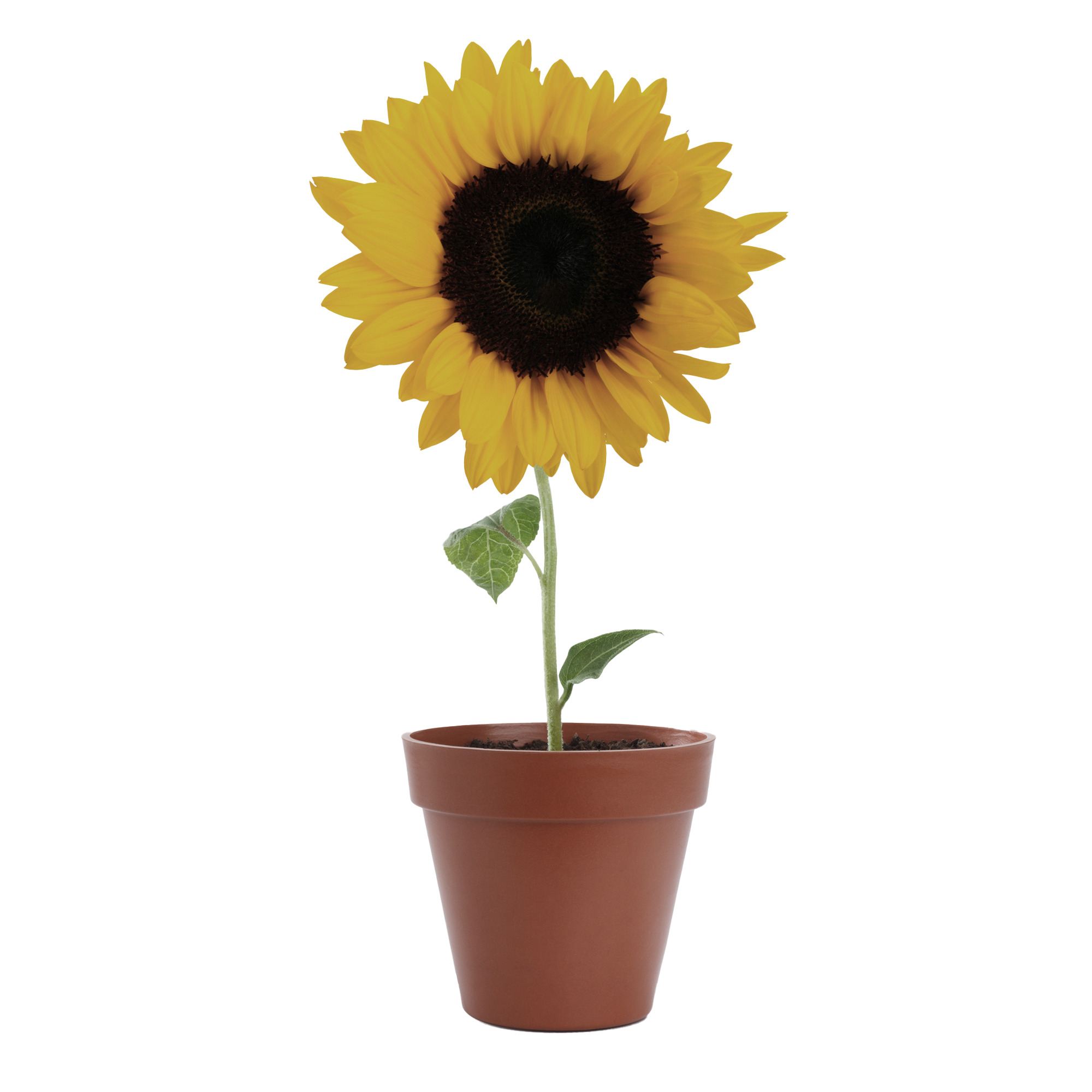 Miracle-Gro