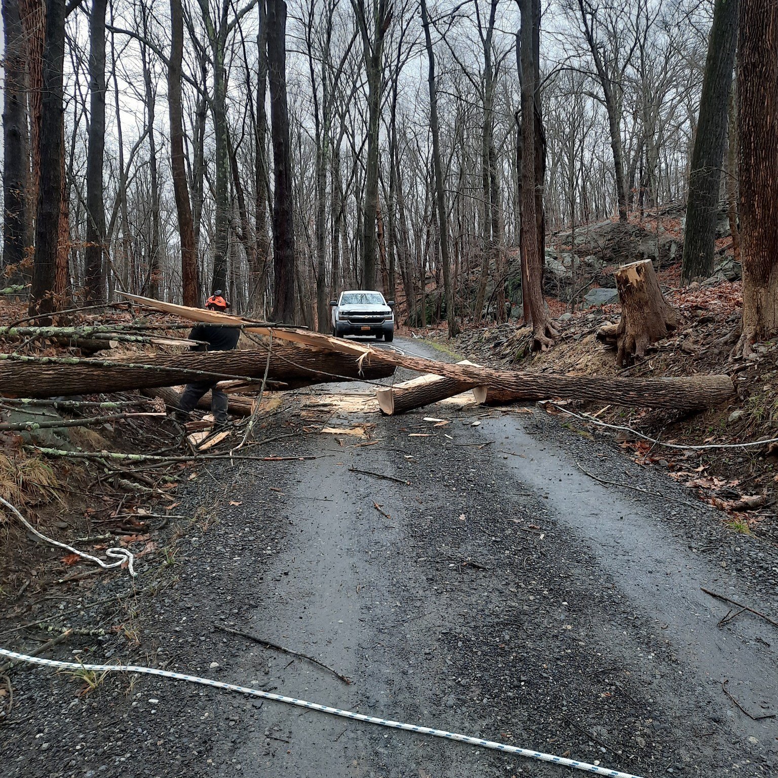 ‼️⚠️ Preserve Safety Update ⚠️‼️ 4 PRLC preserve trails are now open - Clark, Carolin's Grove, Bye and Russell Preserves. Halle Ravine's upper white trail loop is open only, do not continue past the flagging tape due to hazardous tree conditions. The