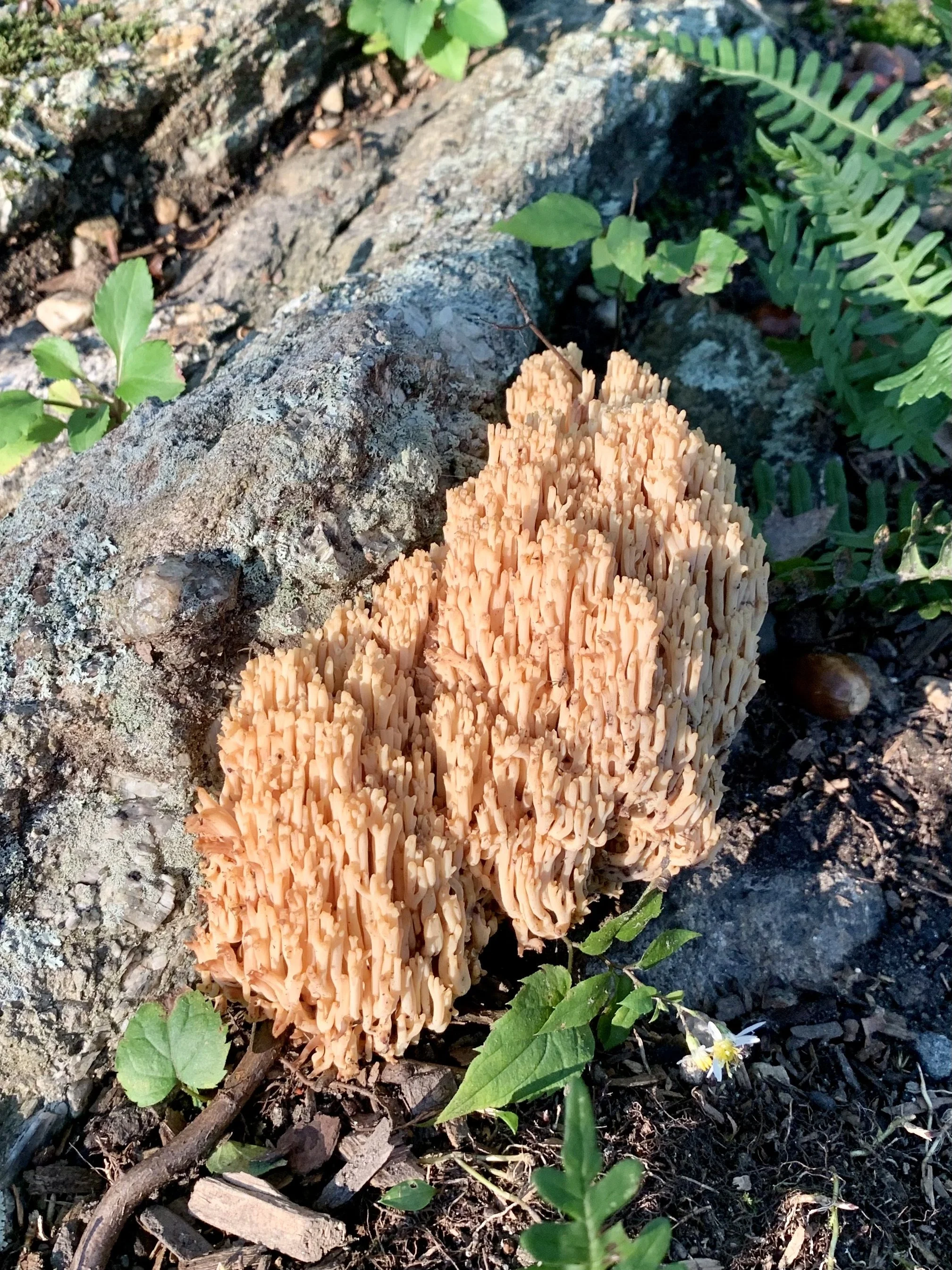 October Volunteer Work Session @ Armstrong