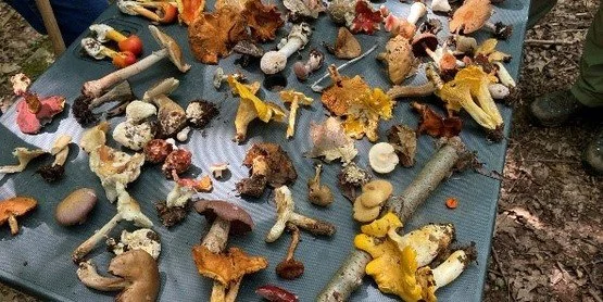 Spring Mushroom Foray