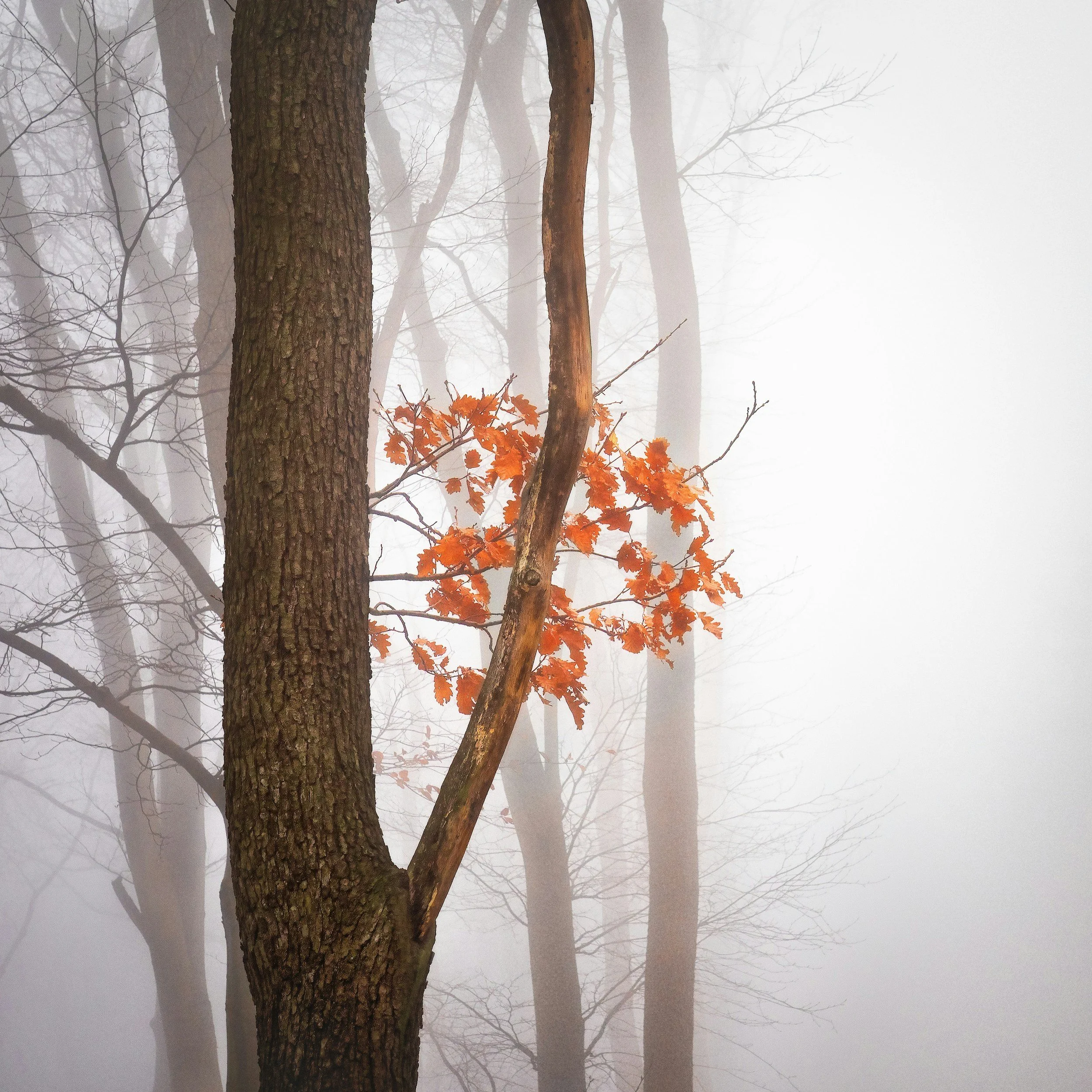 Fall Tree ID Walk