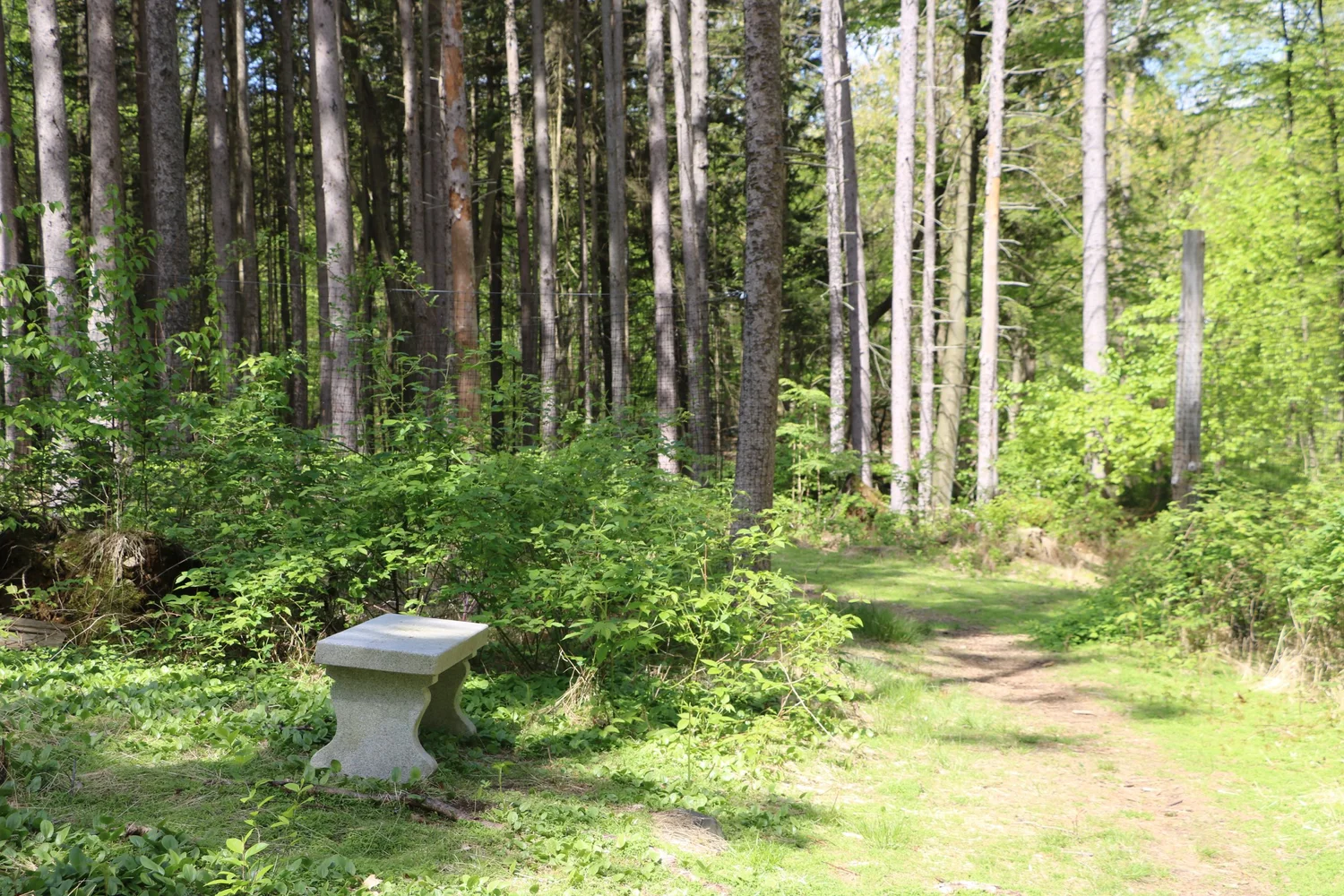 Carolin's Grove — Pound Ridge Land Conservancy