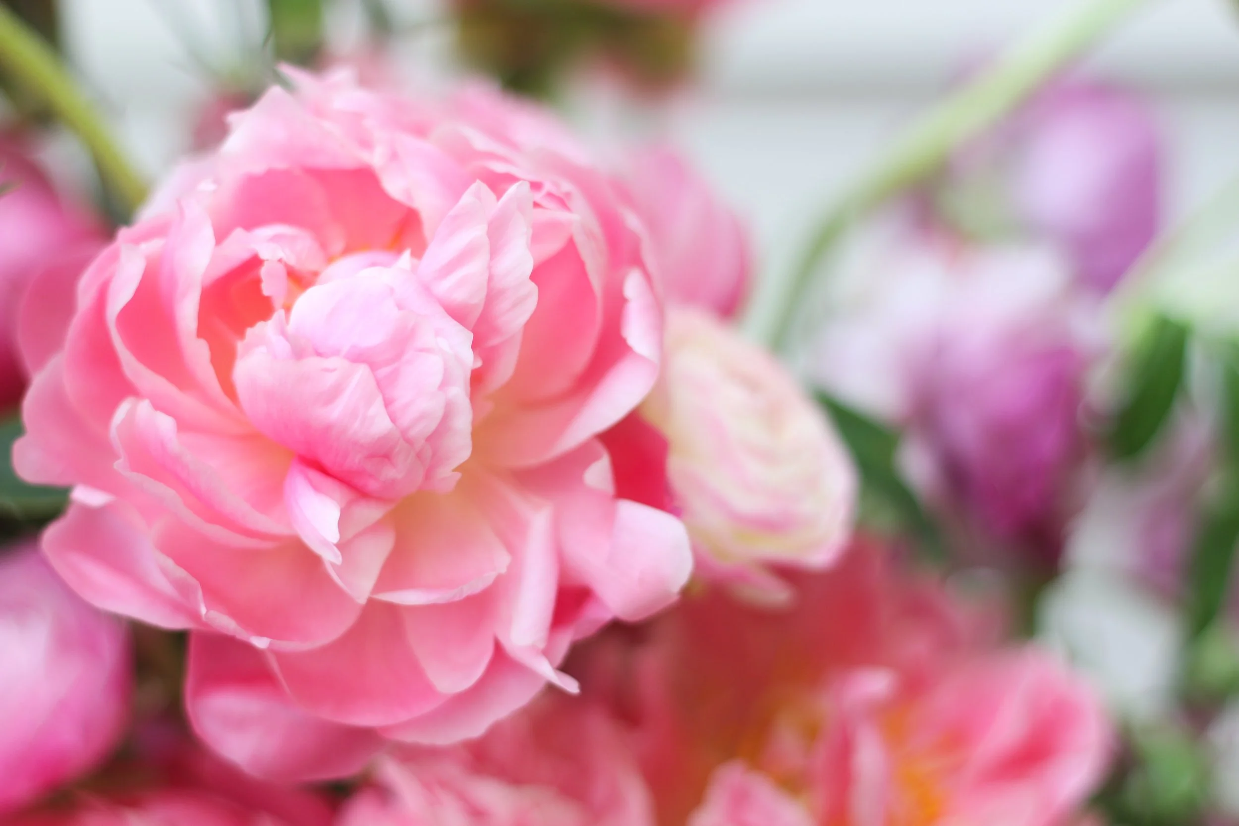 Penelope in Viola-05.jpg