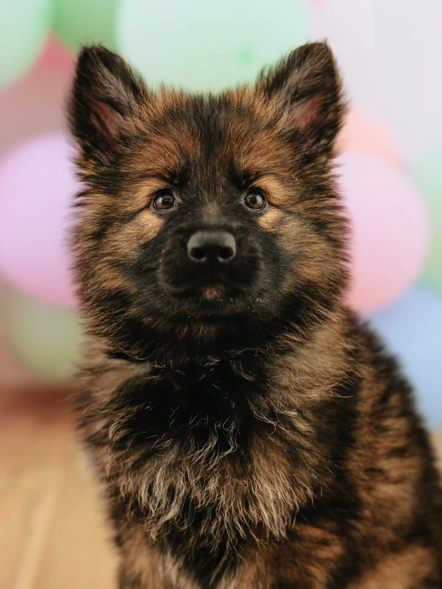Meet Nova! Our newest addition ❤️