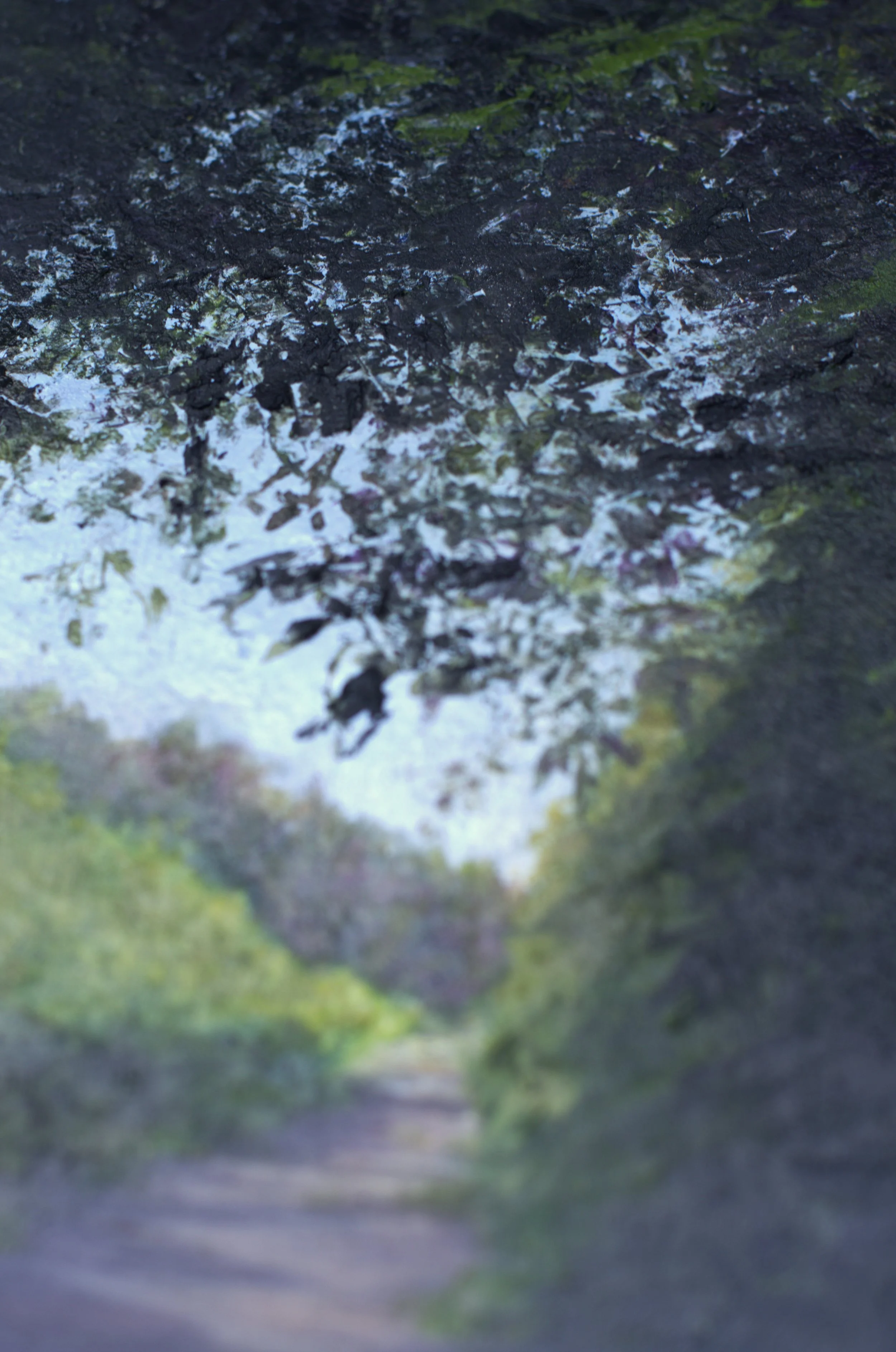 through leaf light silence detail a.jpg