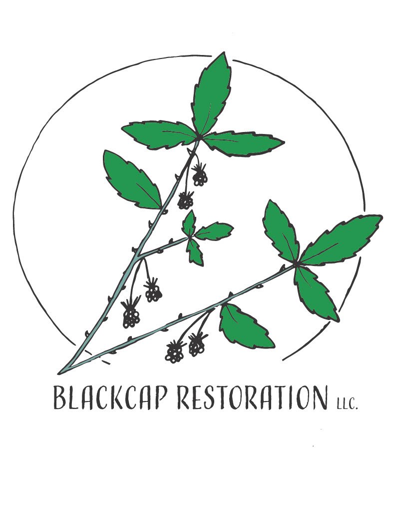 Blackcap Restoration