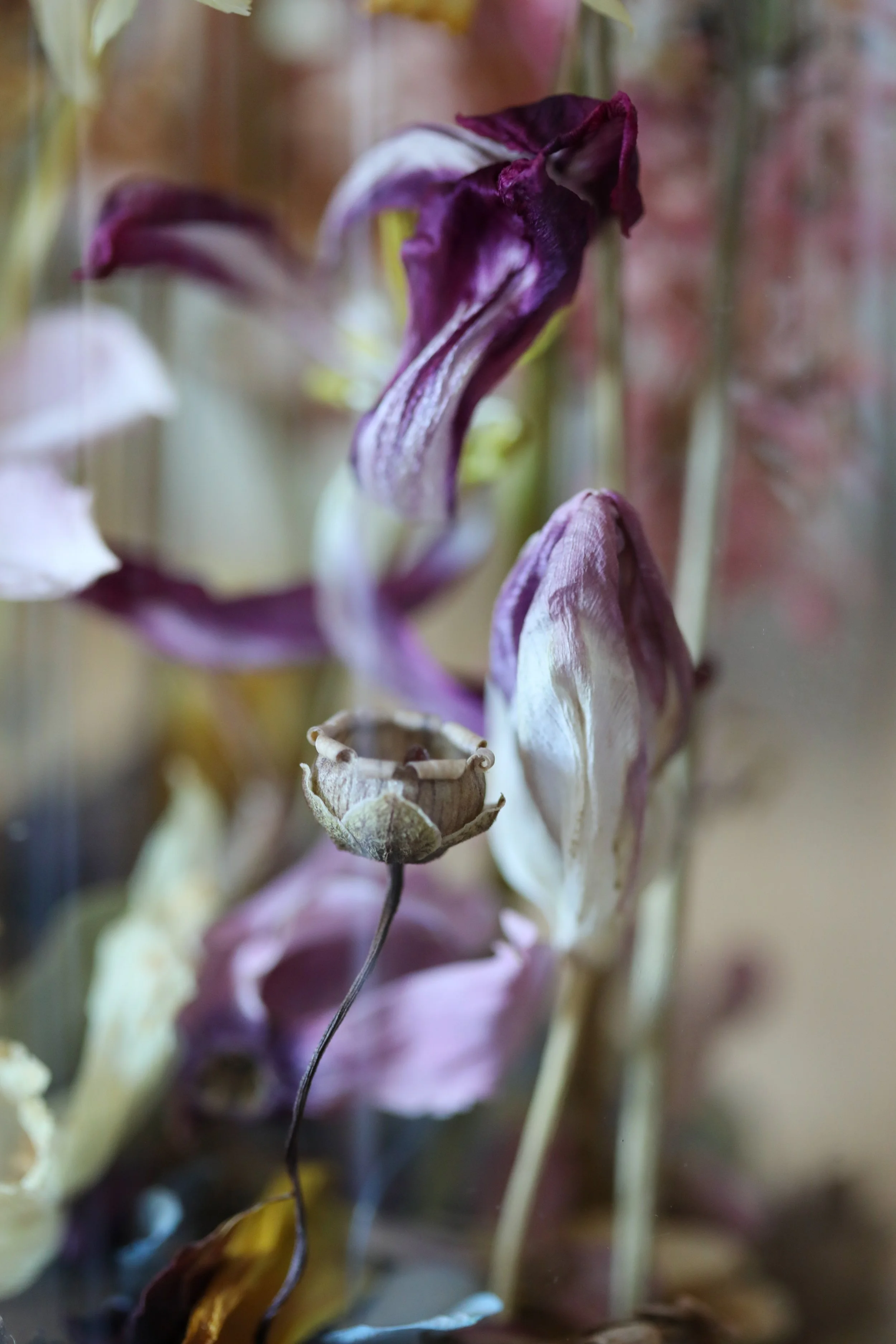 Springtime Snail 11.jpg