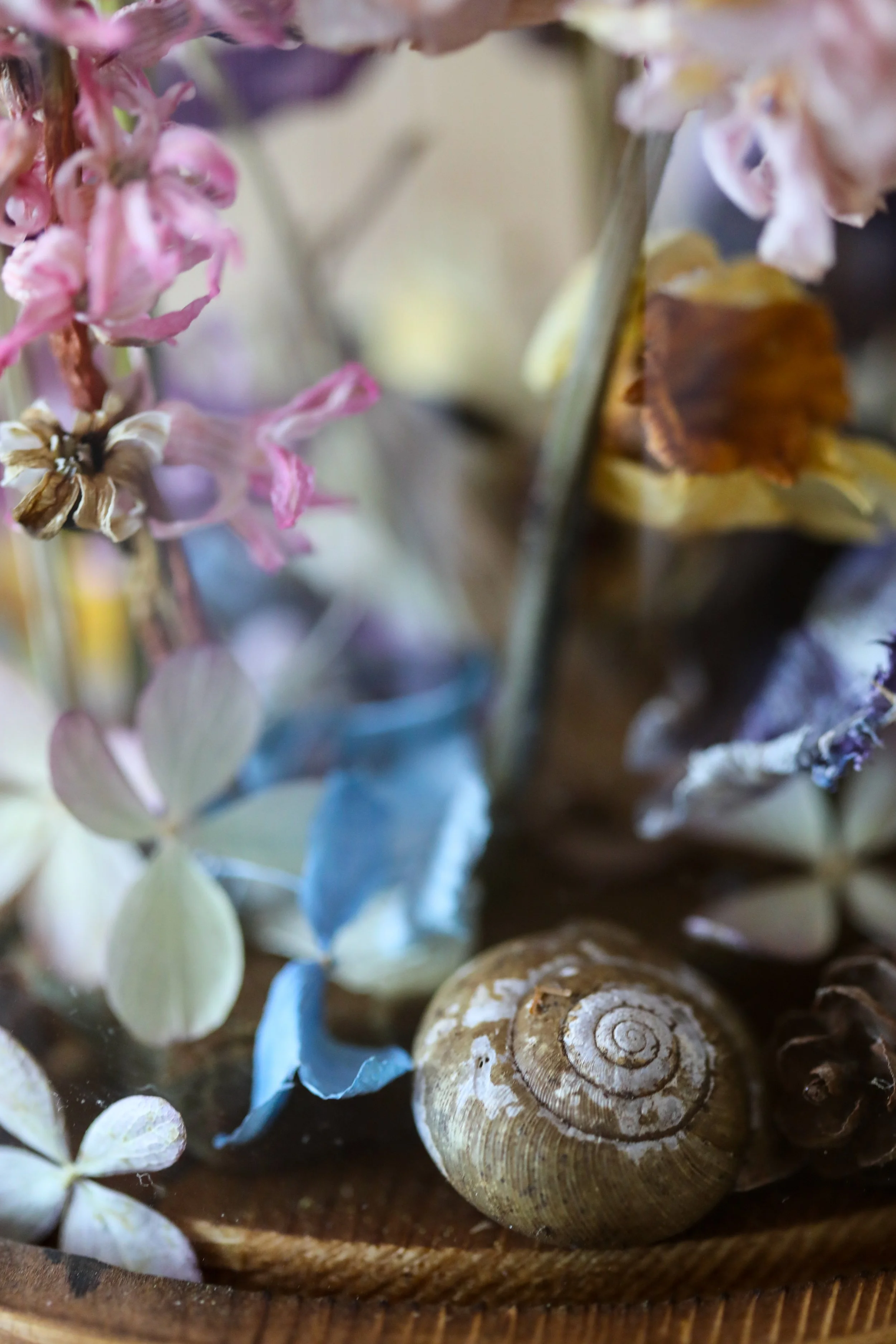 Springtime Snail 5.jpg