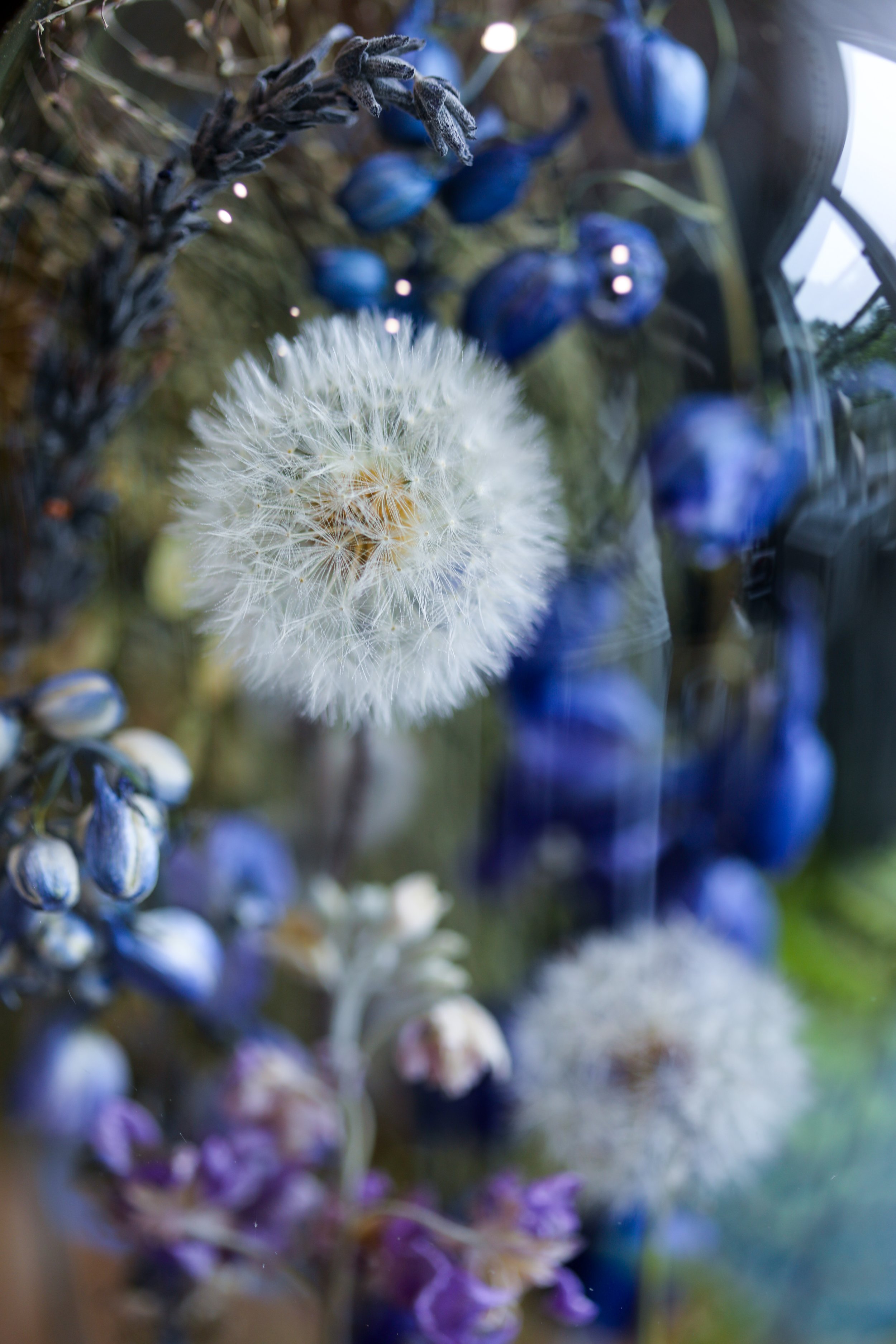 Dandelion Wishes-2.jpg