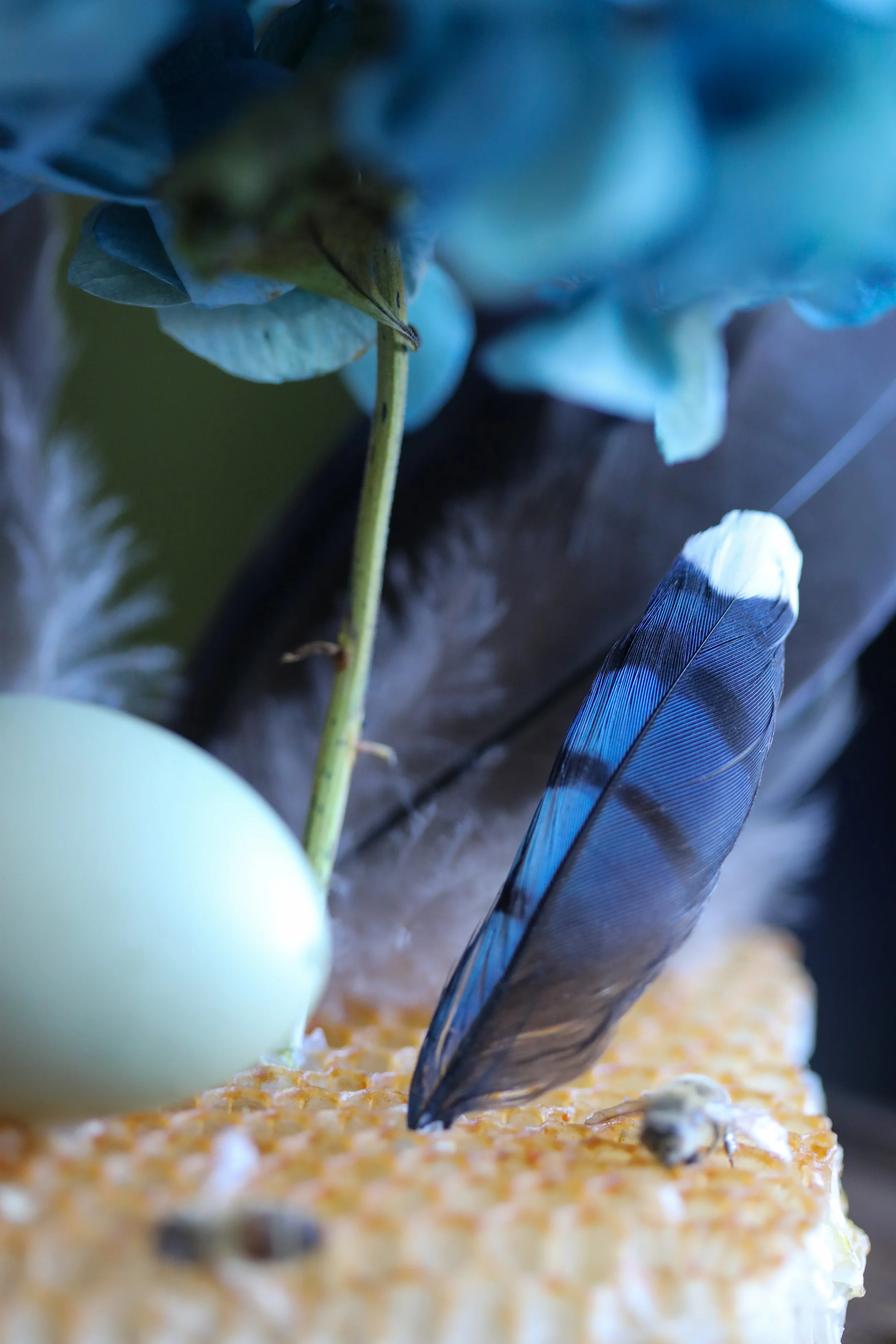 Feather and Egg--2.jpg