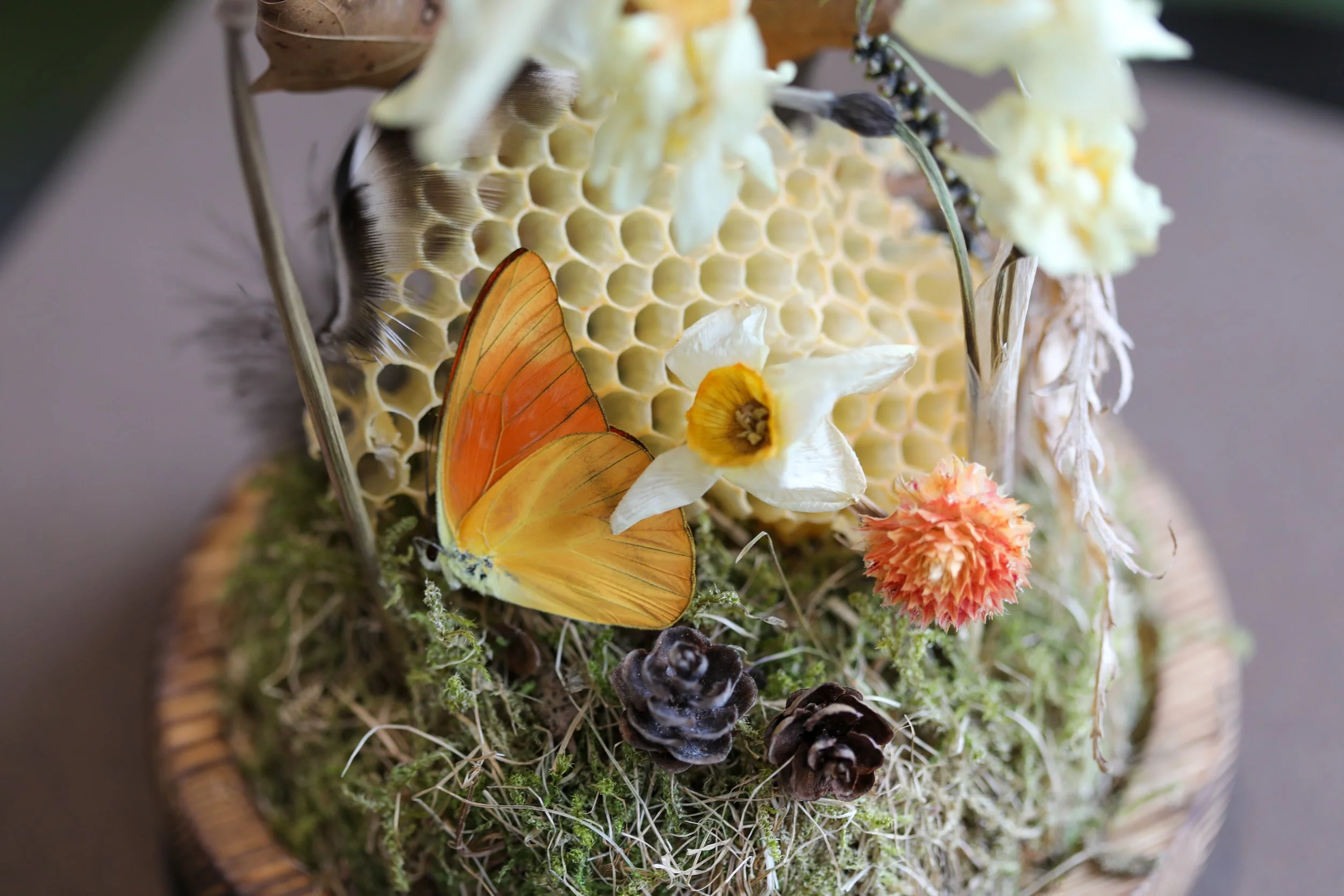 Honey Butterfly-08.jpg