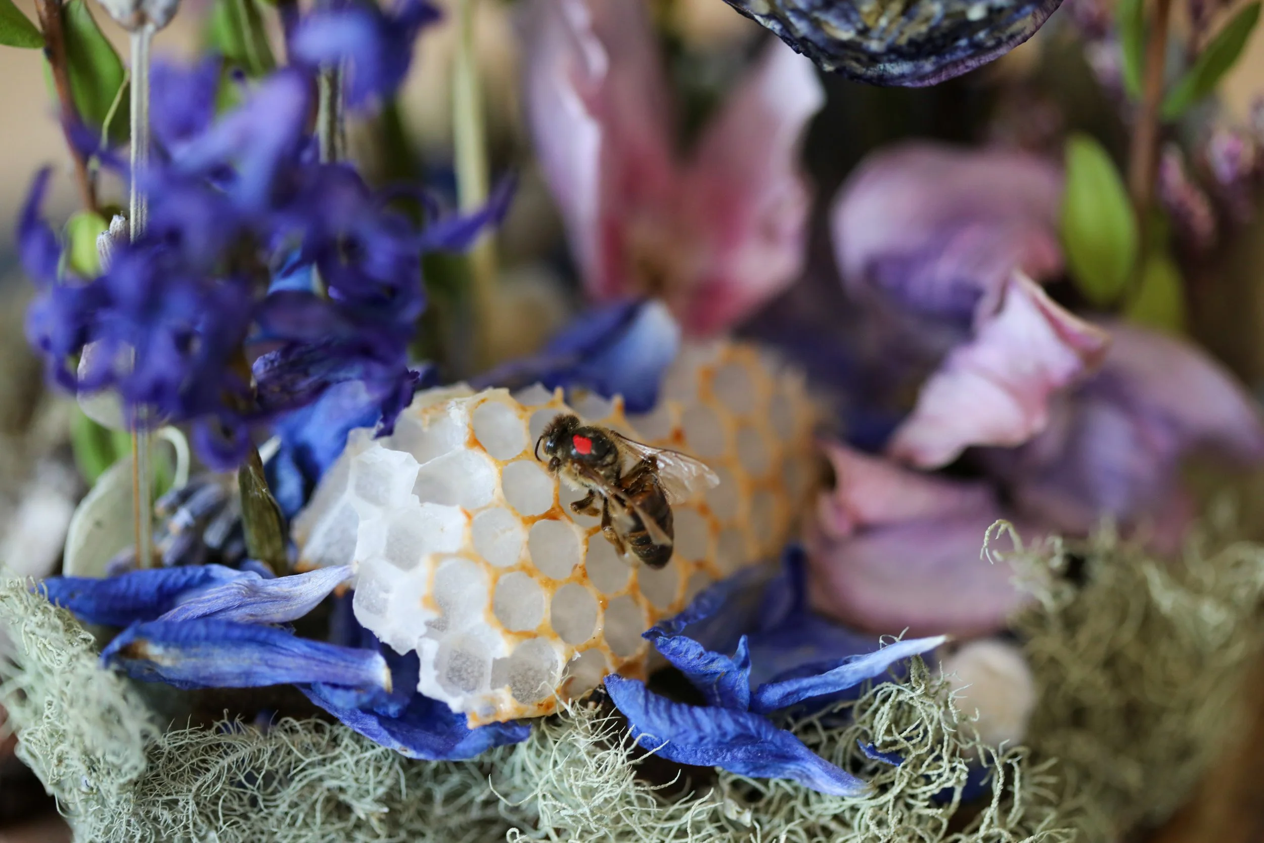 Queen of the Garden-16.jpg