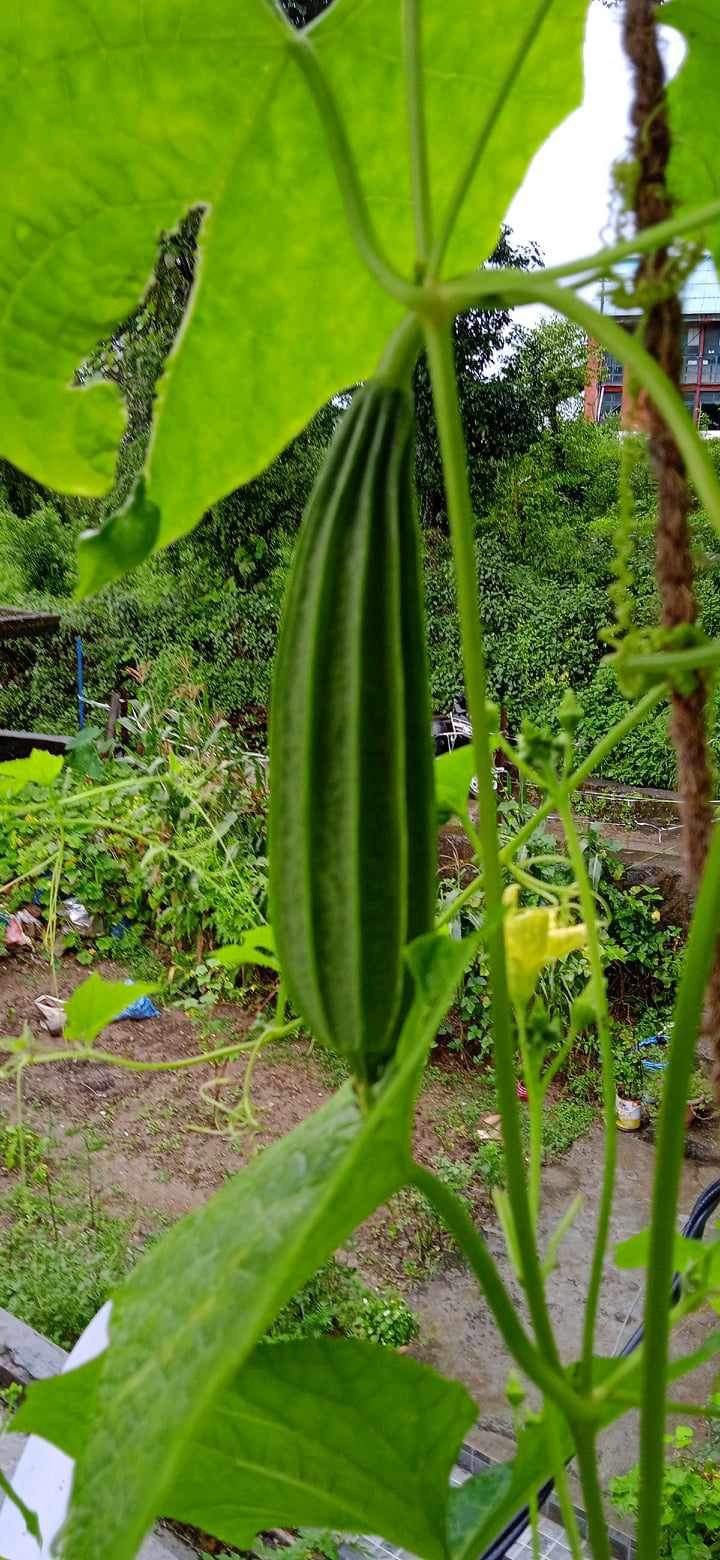 Spring crop 2.jpeg