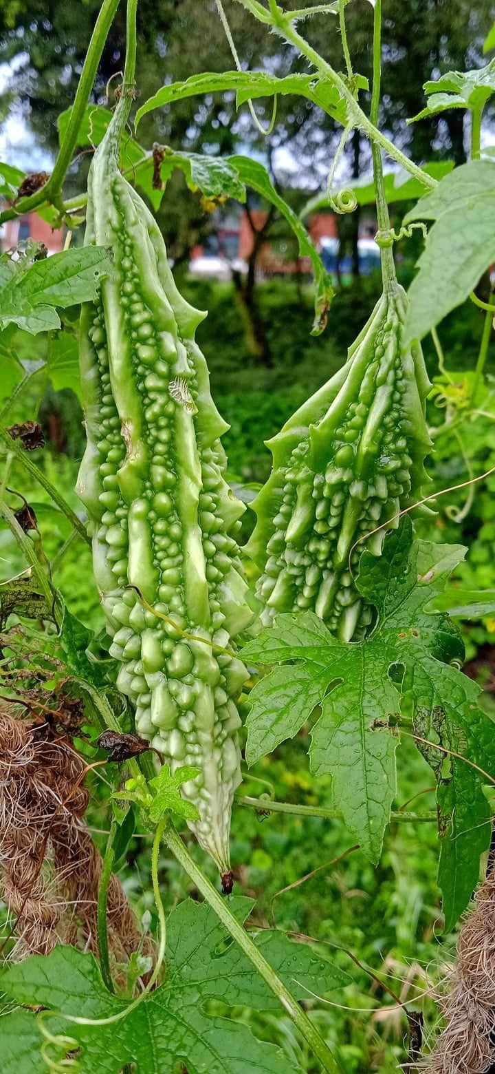 Spring crop 3.jpeg