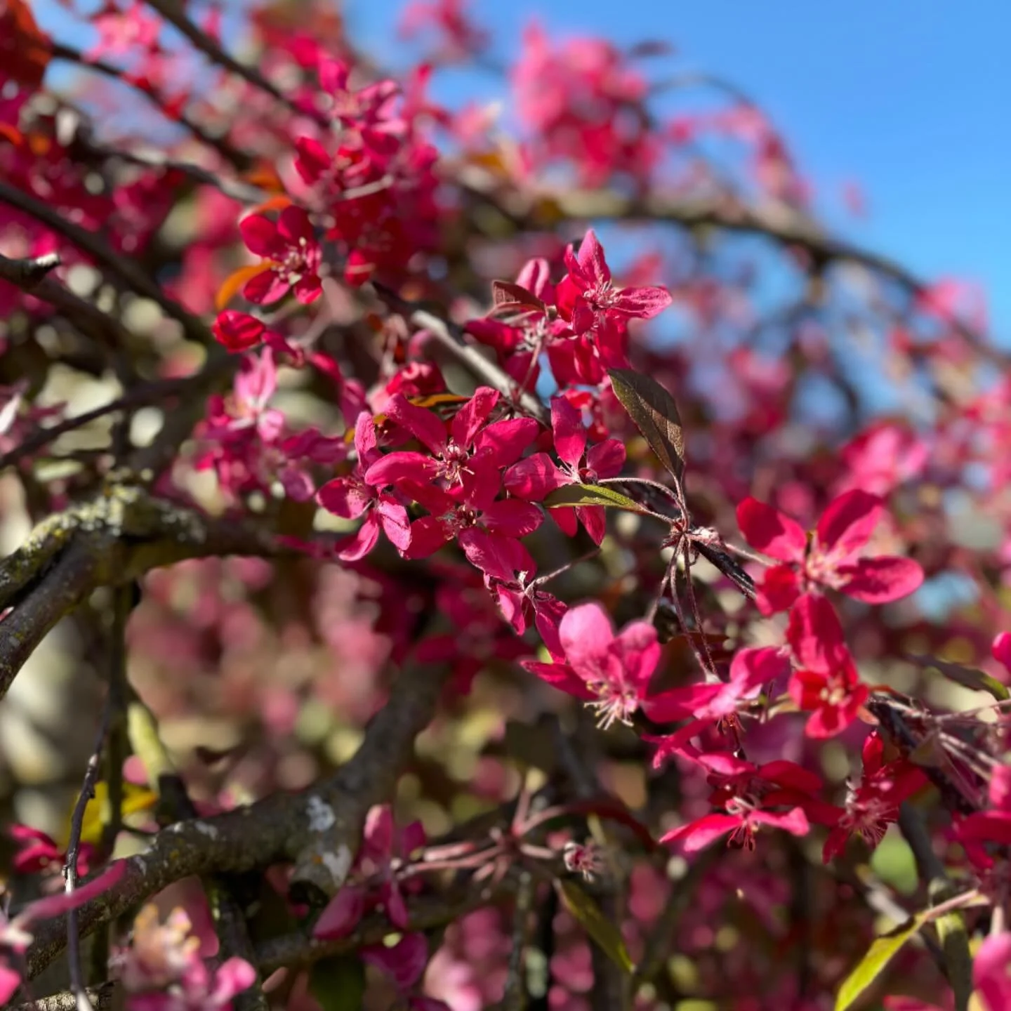 Crabapple blossom 2024 🌸